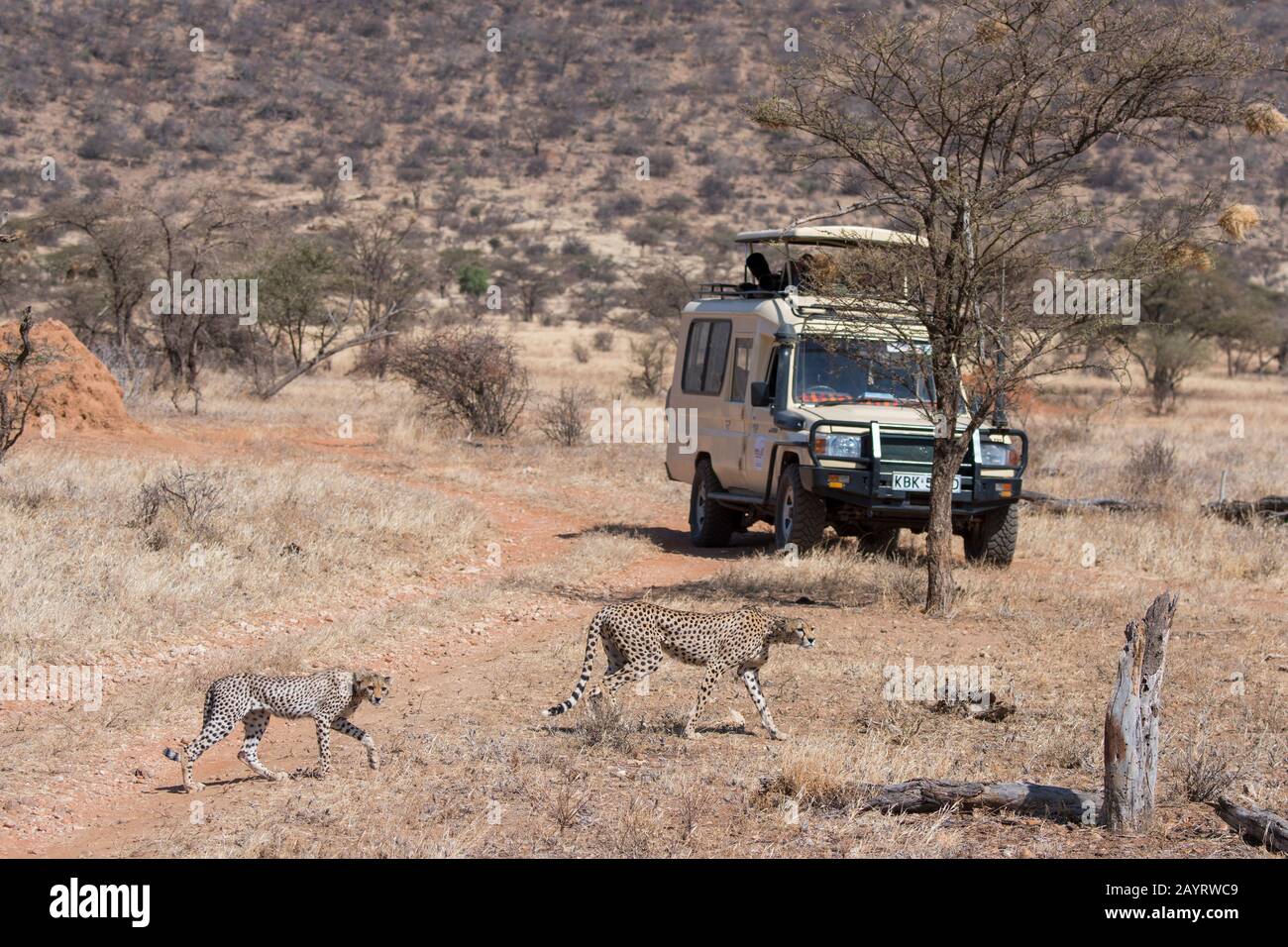 CheetahS (Acinonyx jubatus) with a safari vehicle in the background in the Samburu National Reserve in Kenya. Stock Photo