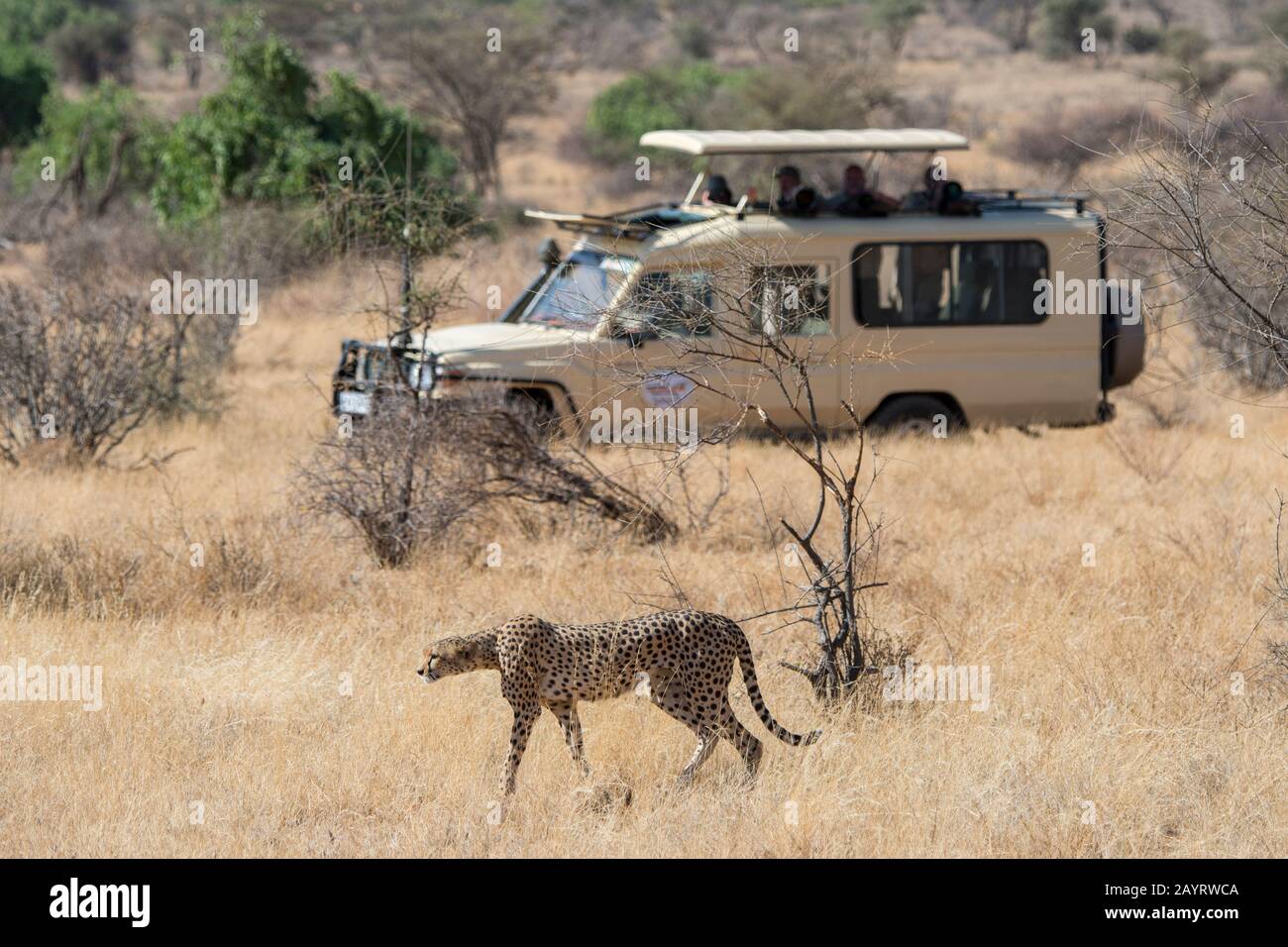 A Cheetah (Acinonyx jubatus) with a safari vehicle in the background in the Samburu National Reserve in Kenya. Stock Photo