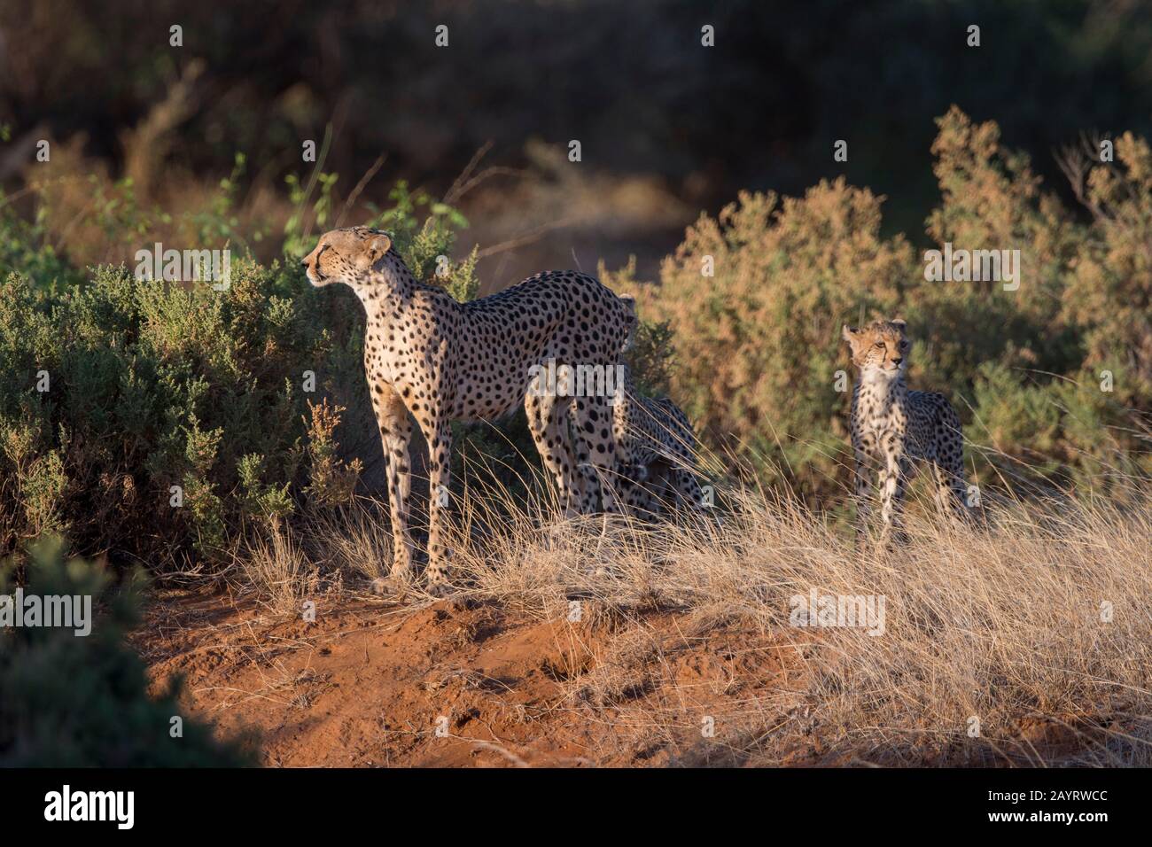 A Cheetah (Acinonyx jubatus) mother with cubs is looking for prey in the Samburu National Reserve in Kenya. Stock Photo