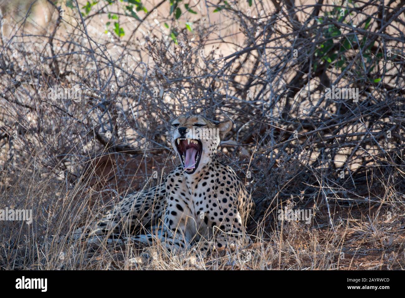 A yawning Cheetah (Acinonyx jubatus) in the shade of a bush during the heat of the day in the Samburu National Reserve in Kenya. Stock Photo
