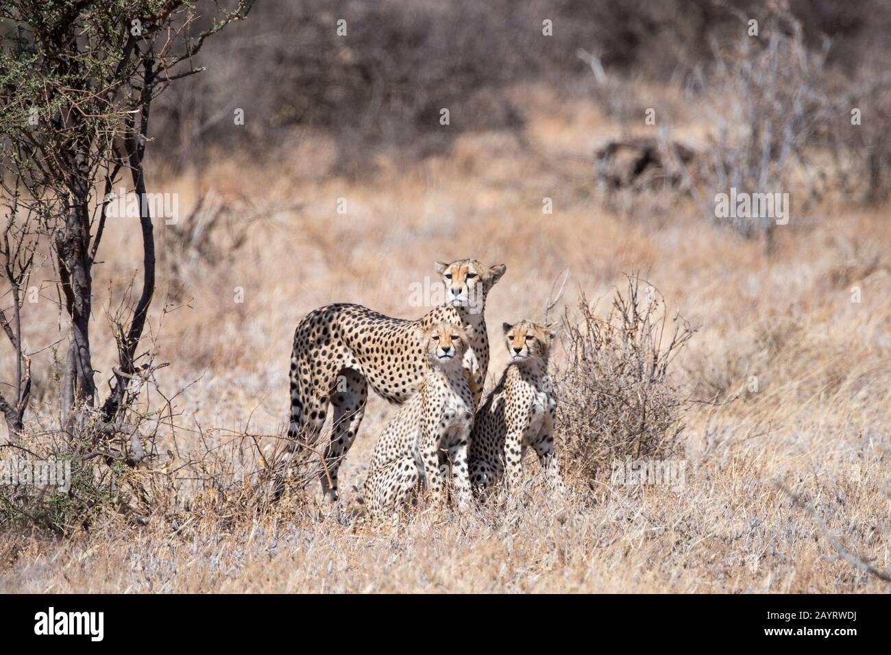 A Cheetah (Acinonyx jubatus) mother with cubs is looking for prey in the Samburu National Reserve in Kenya. Stock Photo