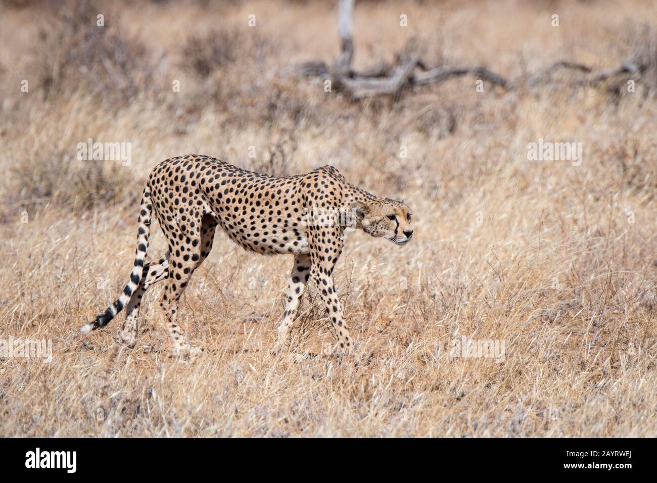 A Cheetah (Acinonyx jubatus) is looking for prey in the Samburu National Reserve in Kenya. Stock Photo