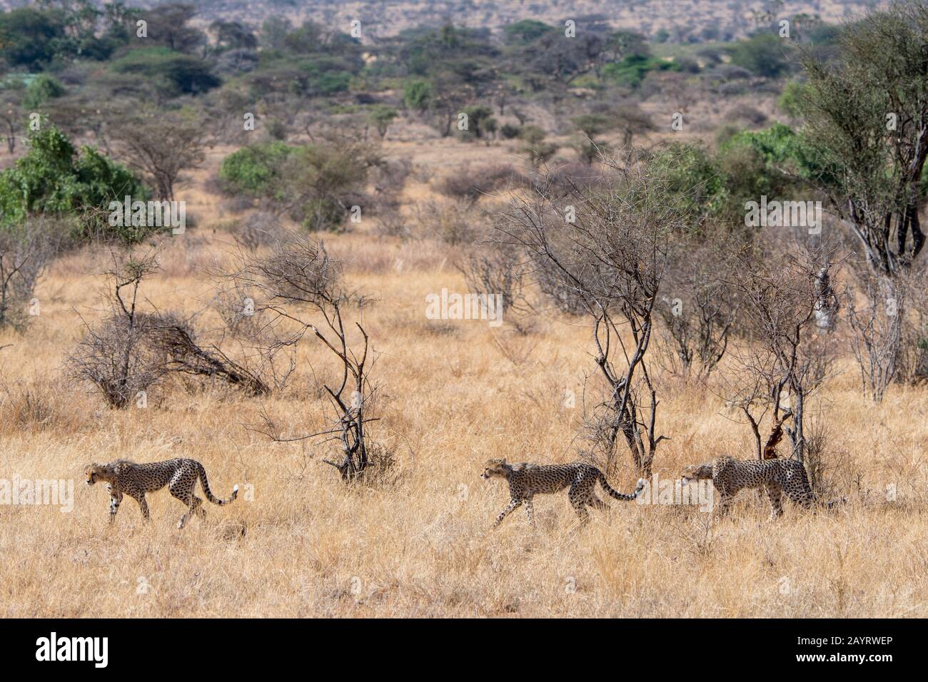 Cheetah (Acinonyx jubatus) cubs are following their mother on a hunt in the Samburu National Reserve in Kenya. Stock Photo