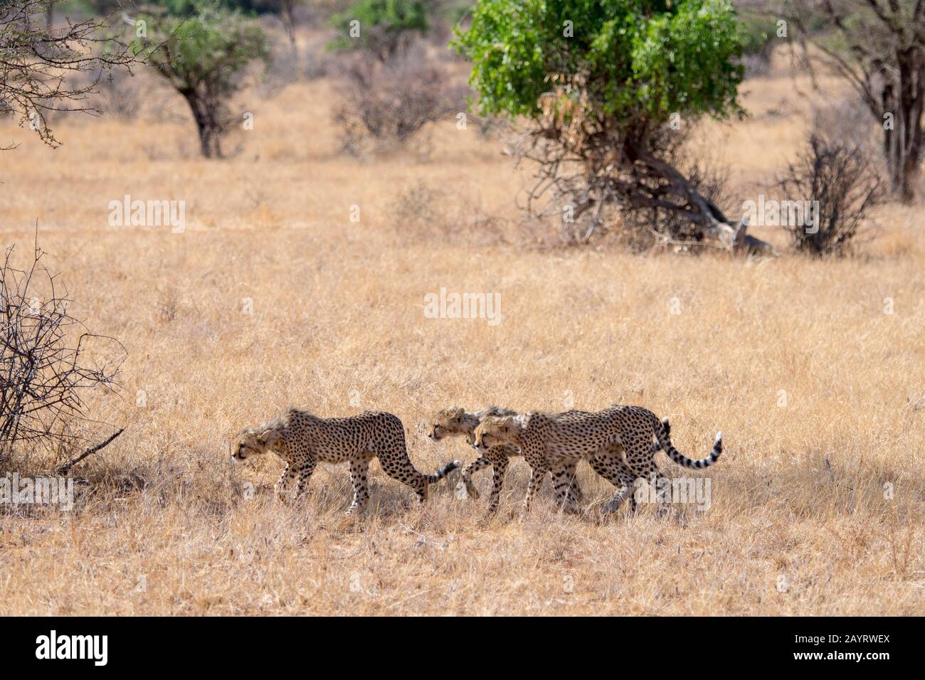 Cheetah (Acinonyx jubatus) cubs are following their mother on a hunt in the Samburu National Reserve in Kenya. Stock Photo