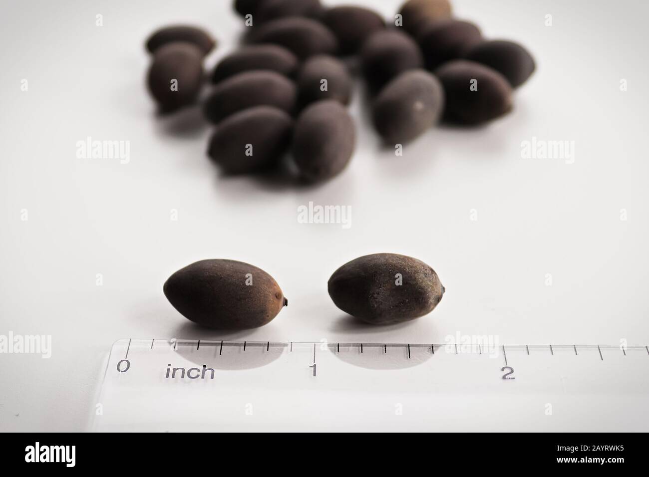 closeup of lotus seeds against a ruler Stock Photo