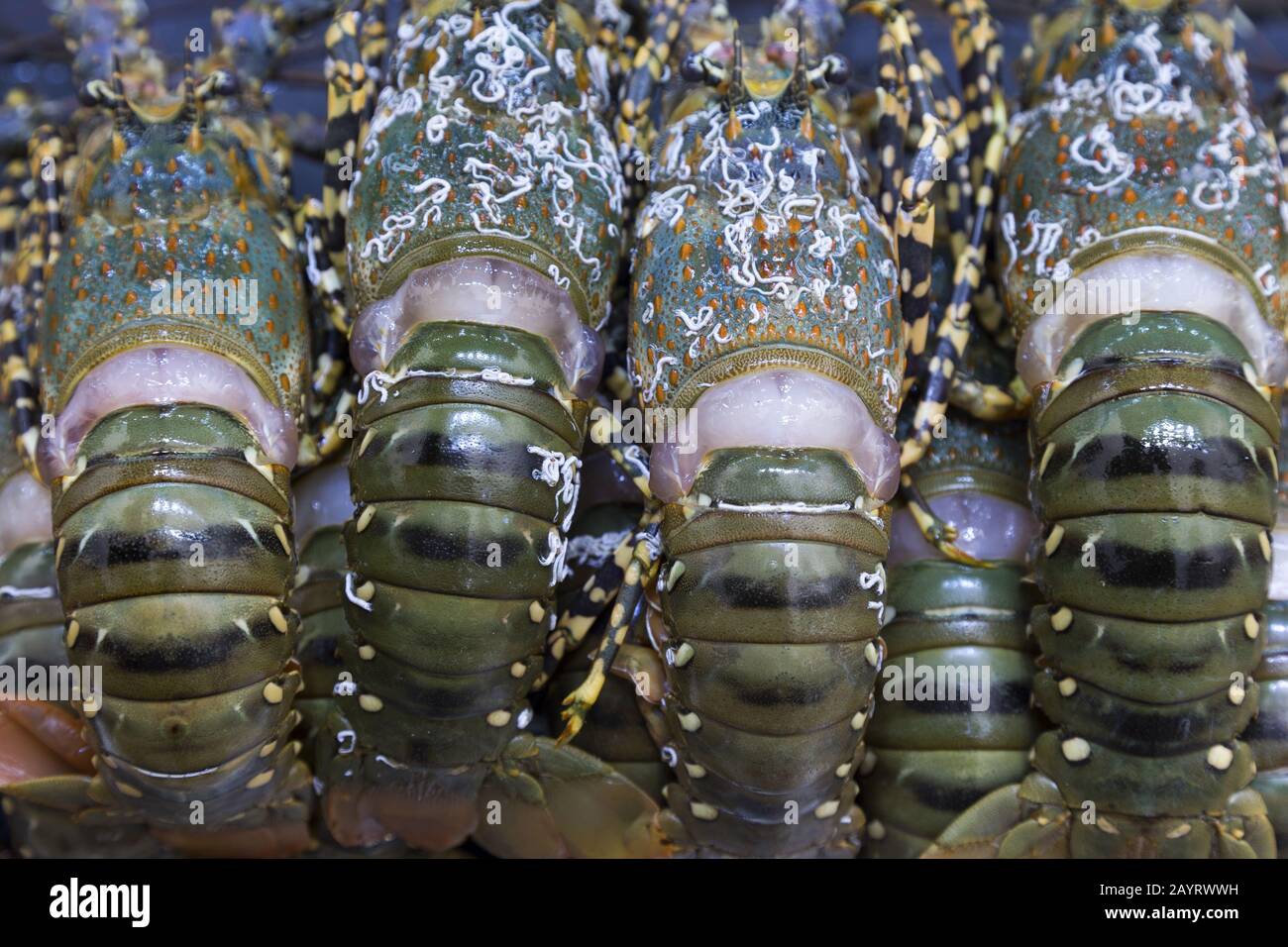 Giant Lobsters on Sale in Night Market Fresh Seafood Stall, Hoi An