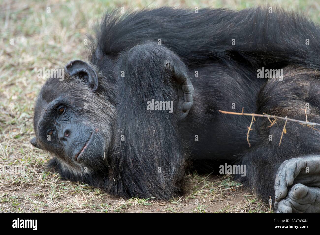 A Chimpanzee at the Sweetwaters Chimpanzee Sanctuary at Ol Pejeta Conservancy in Kenya. Stock Photo