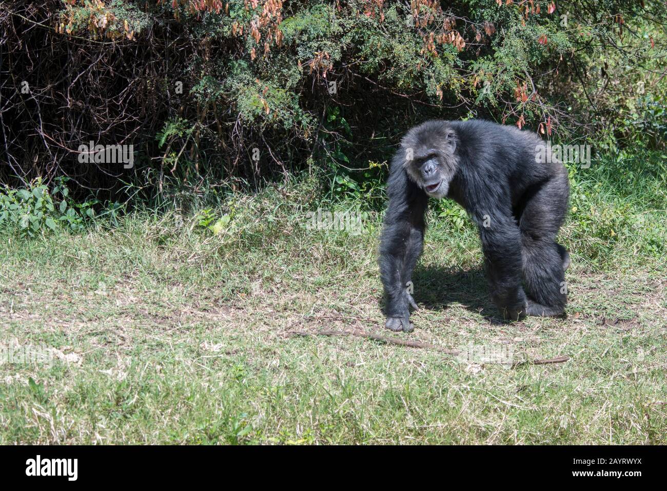 A Chimpanzee at the Sweetwaters Chimpanzee Sanctuary at Ol Pejeta Conservancy in Kenya. Stock Photo