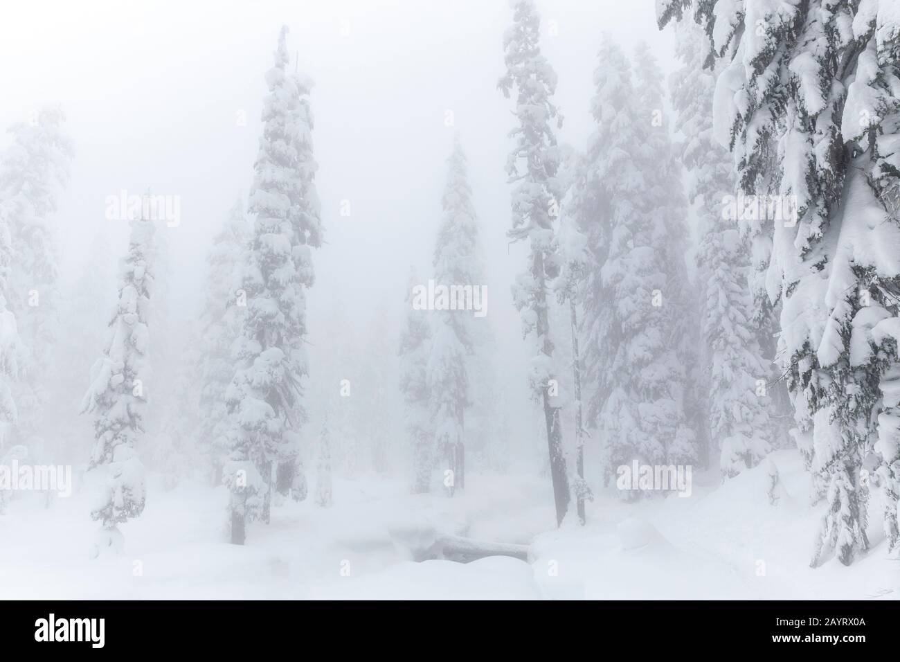 WA17432-00....WASHINGTON -  Winter day in the Alpine Lakes Wilderness, Mount Baker Snoqualmie Wilderness. Stock Photo