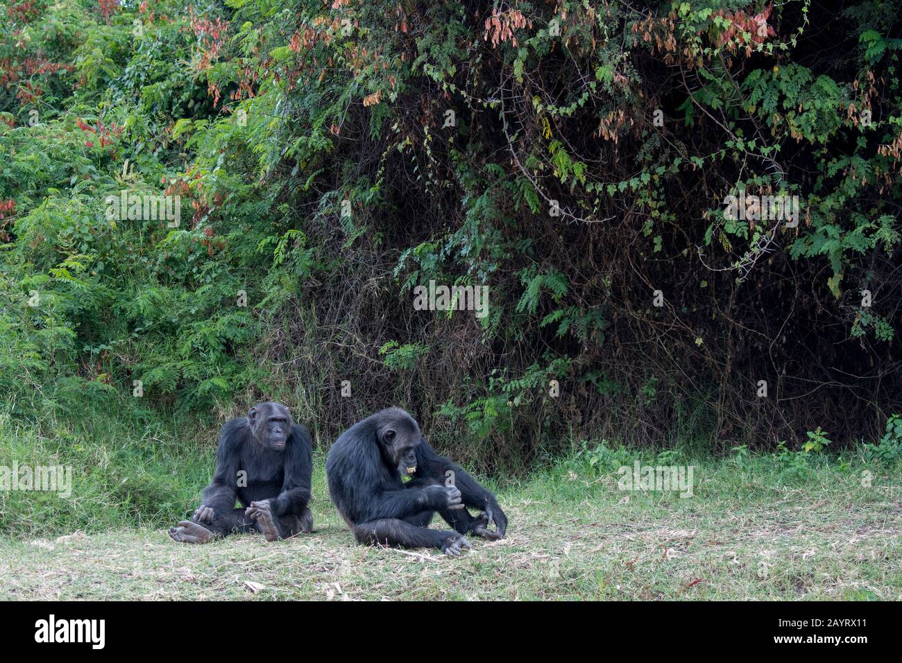 Chimpanzees at the Sweetwaters Chimpanzee Sanctuary at Ol Pejeta Conservancy in Kenya. Stock Photo