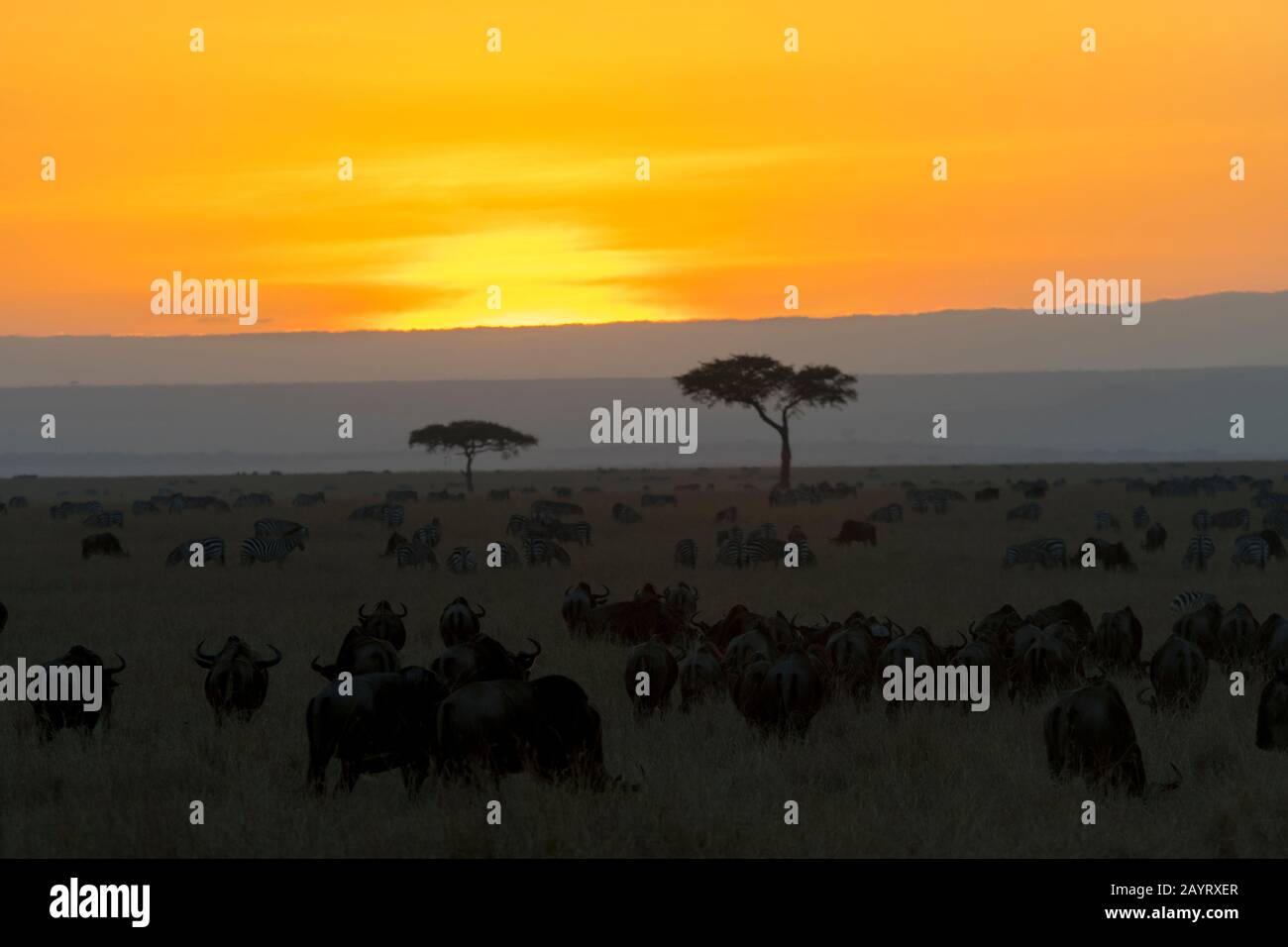 Sunset over the masai mara hi-res stock photography and images - Alamy