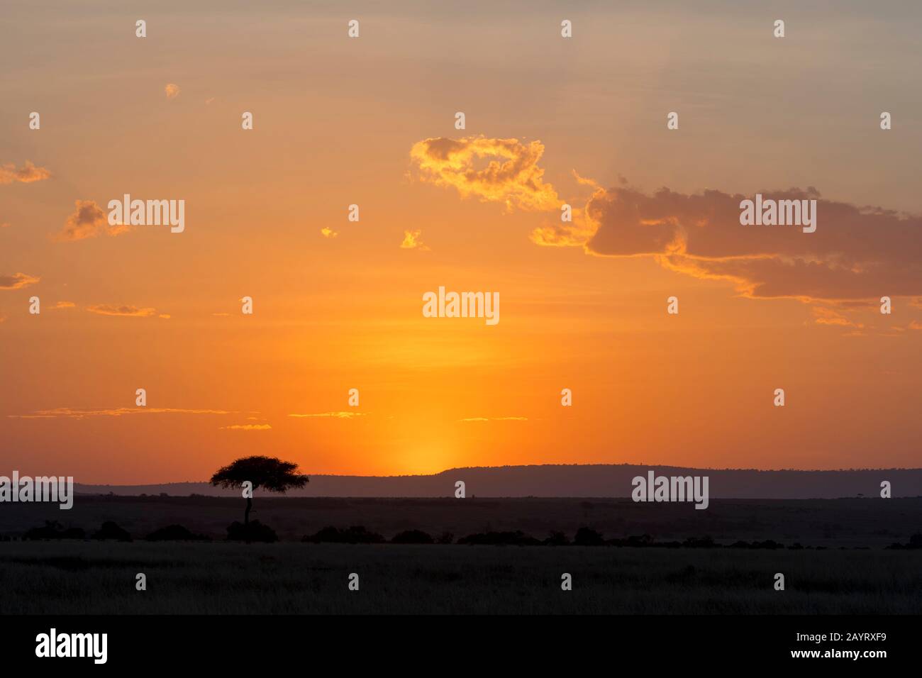 Masai mara national reserve hi-res stock photography and images - Alamy