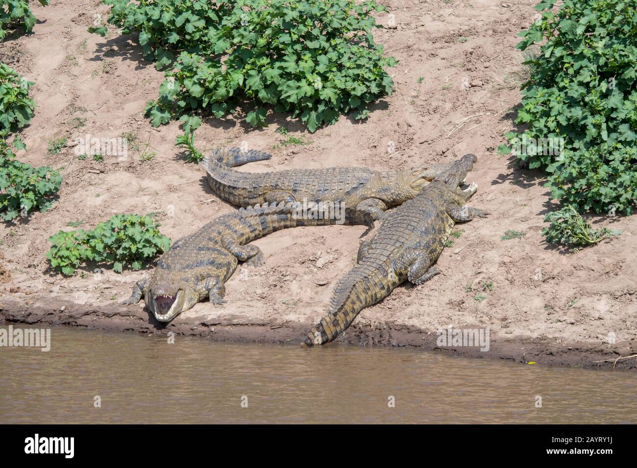 Nile crocodiles (Crocodylus niloticus) sunning themselves on the river bank of the Mara River in the Masai Mara National Reserve in Kenya. Stock Photo