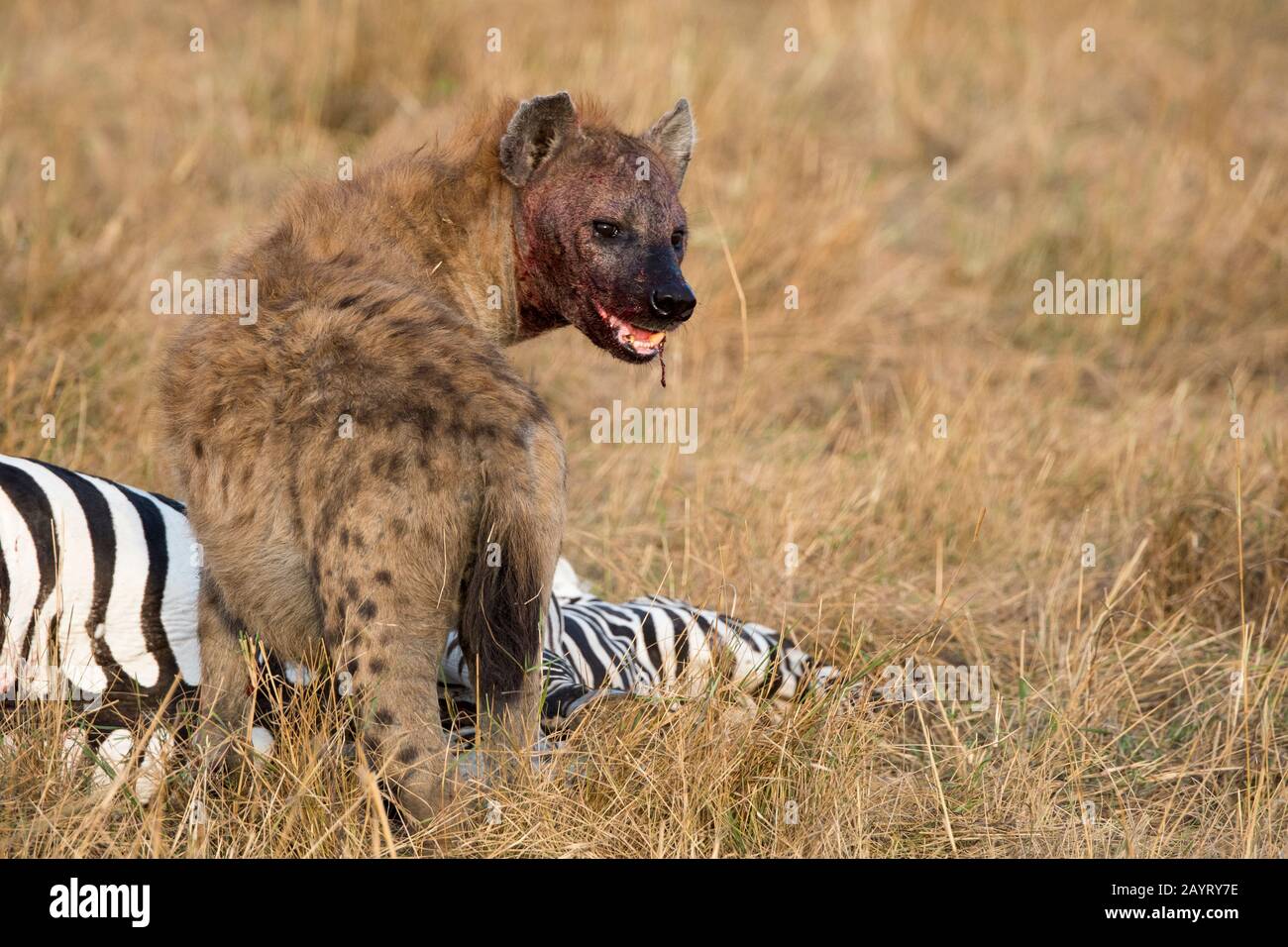 A Spotted hyena (Crocuta crocuta) is feeding on a zebra they killed in the  grassland in the Masai Mara National Reserve in Kenya Stock Photo - Alamy