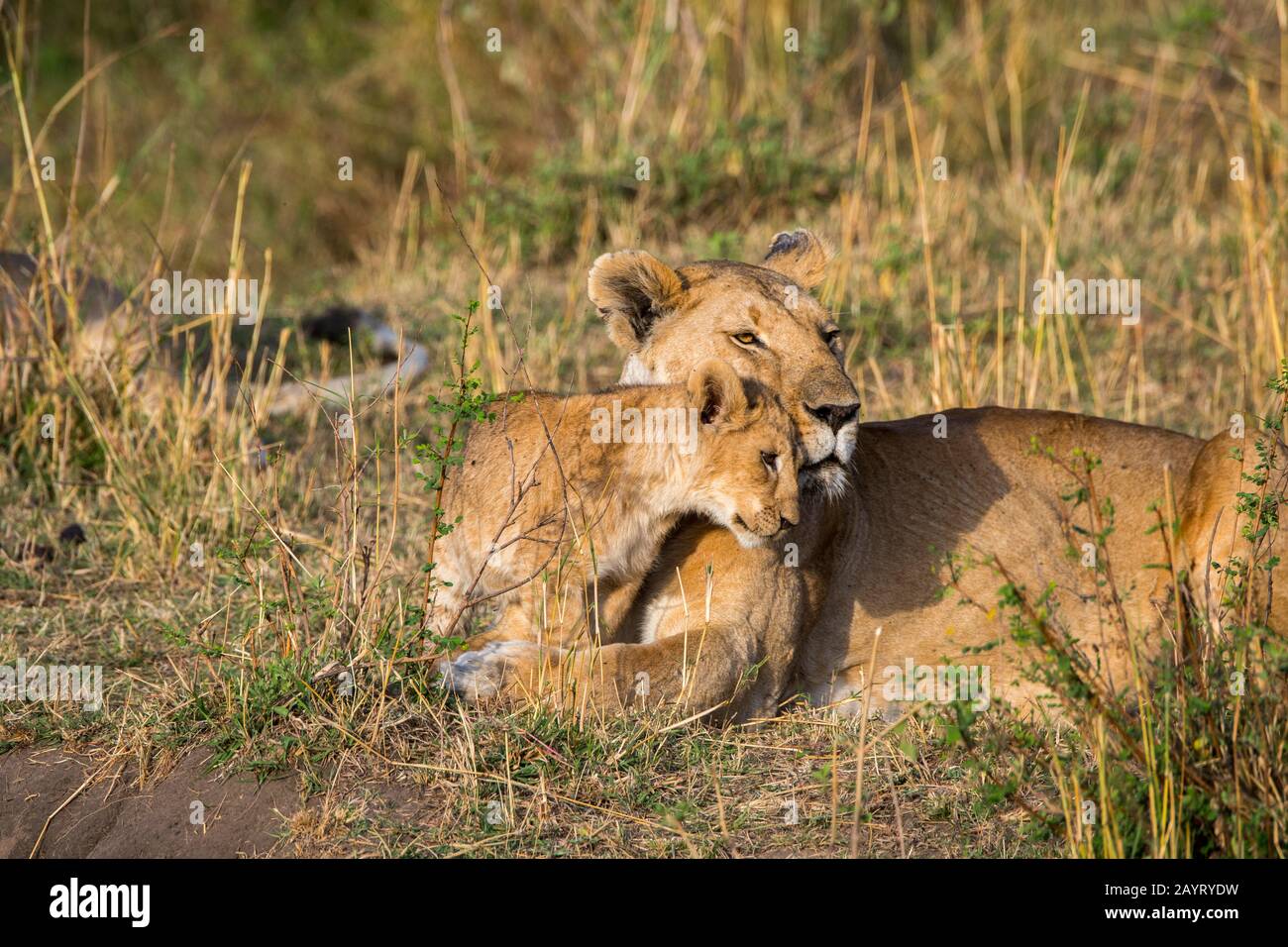 Lioness (Panthera leo) and a cub in the Masai Mara National Reserve in ...