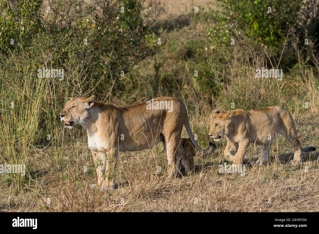 Lioness (Panthera leo) and a cub in the Masai Mara National Reserve in ...