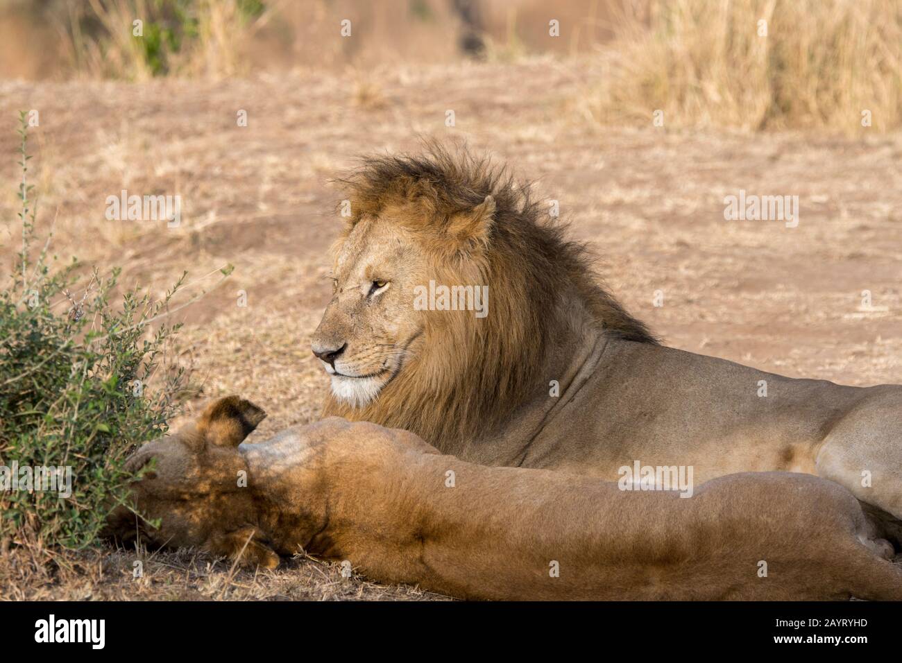 A male lion (Panthera leo) and lioness in the Masai Mara National ...