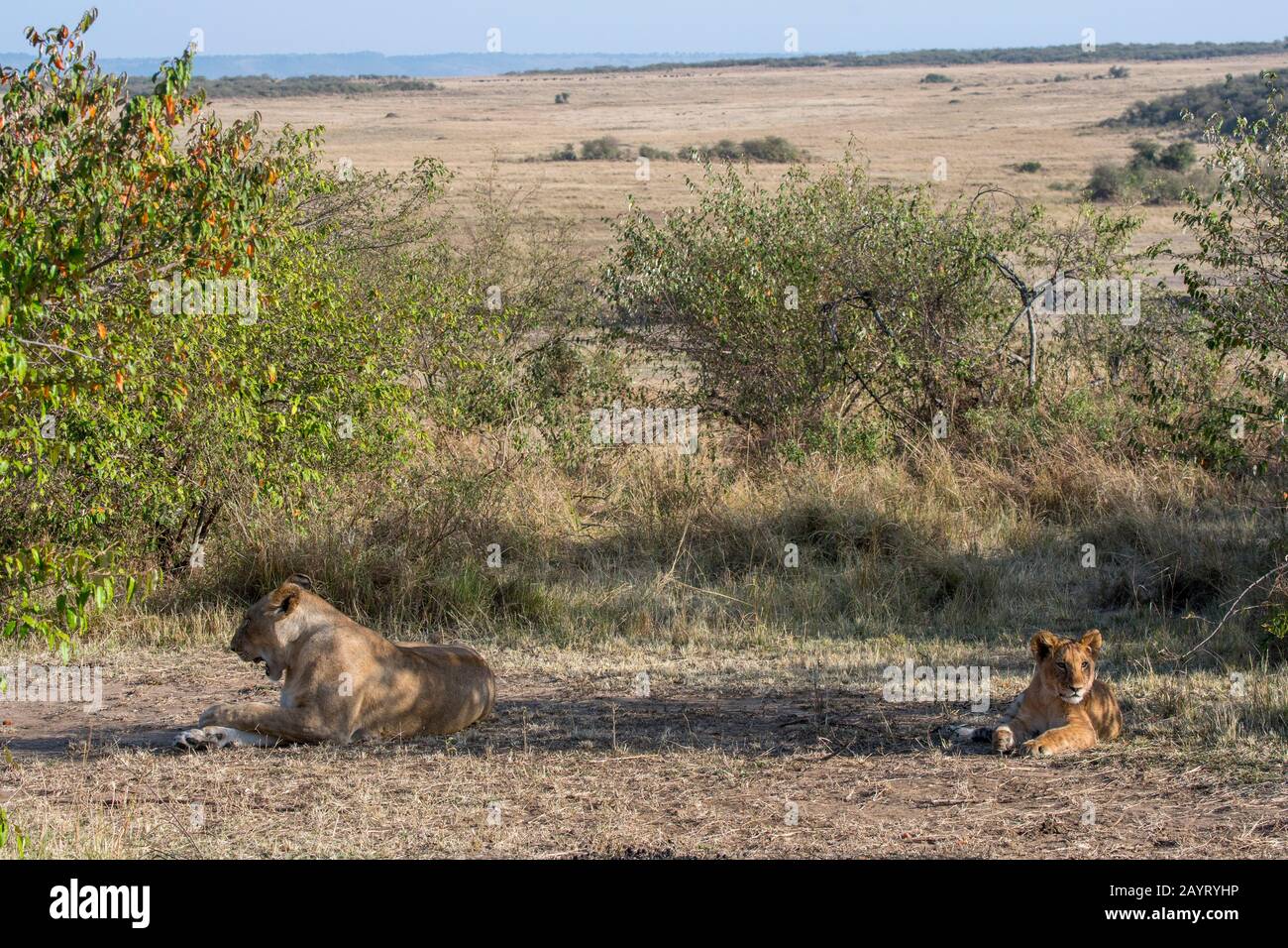 A lioness (Panthera leo) and a cub in the Masai Mara National Reserve ...