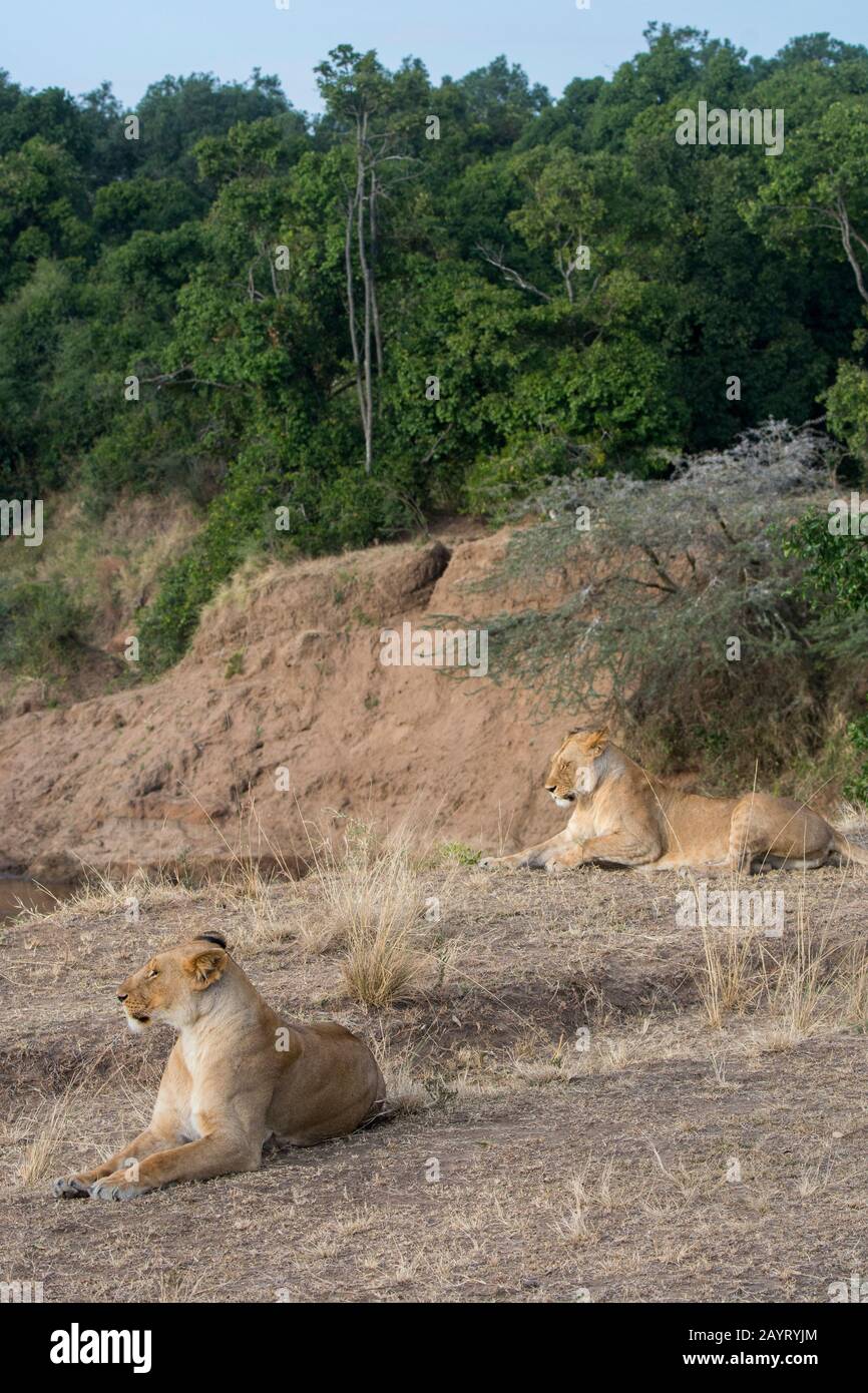 Lionesses (Panthera leo) laying on the banks of the Mara River in the Masai Mara National Reserve in Kenya. Stock Photo