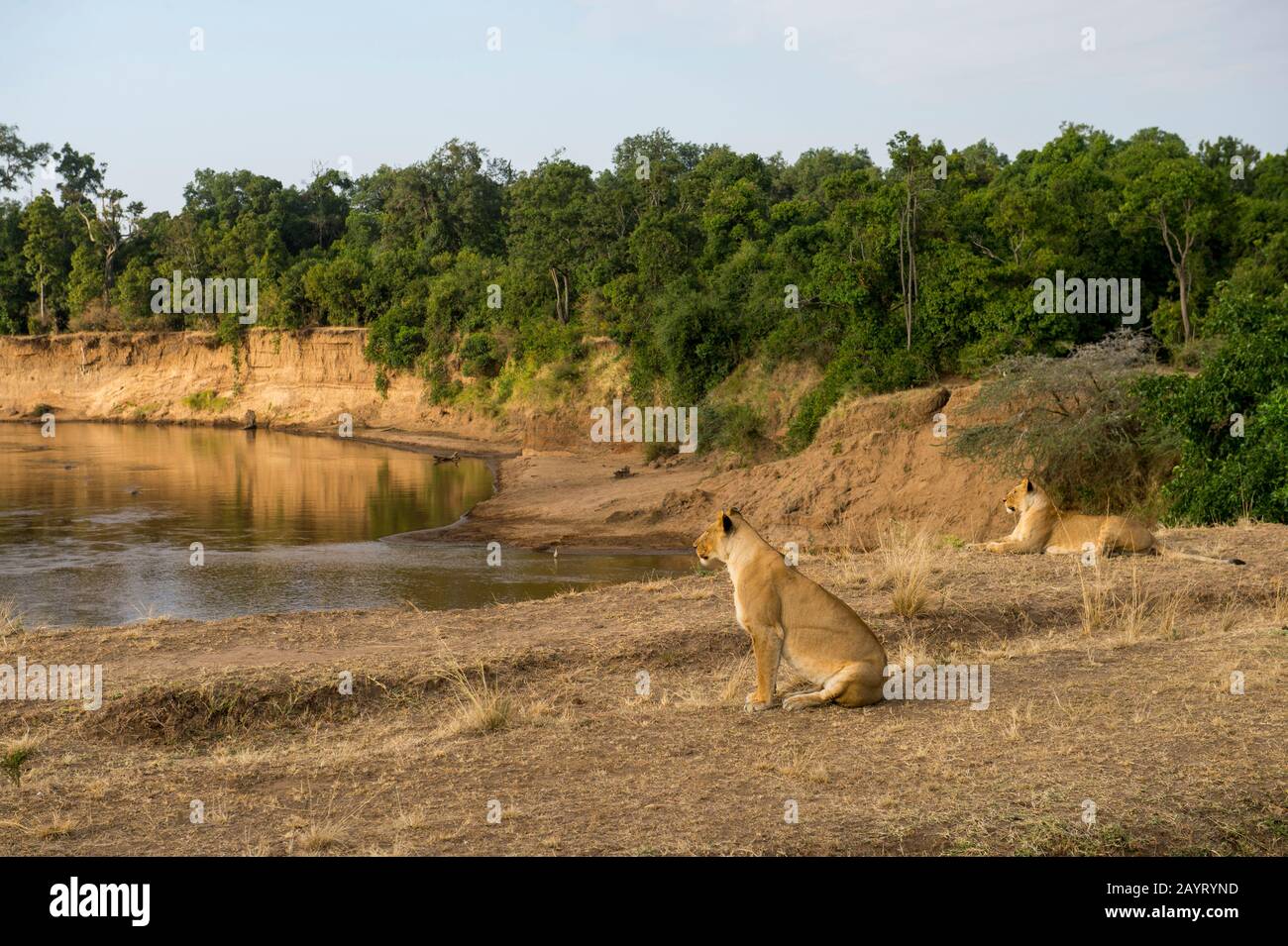 Lionesses (Panthera leo) on the banks of the Mara River in the Masai Mara National Reserve in Kenya. Stock Photo