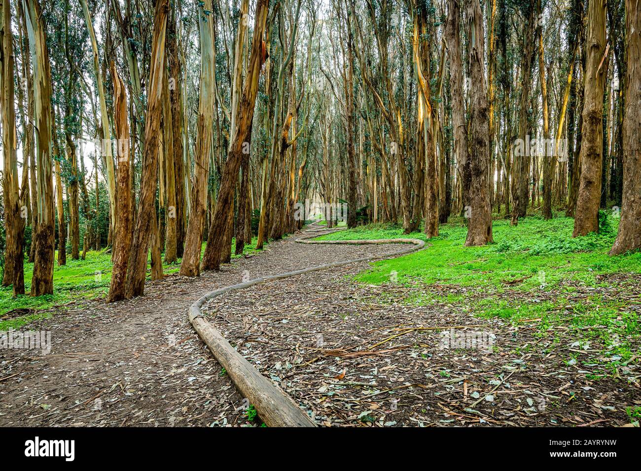 Andy goldsworthy wood line hi-res stock photography and images - Alamy