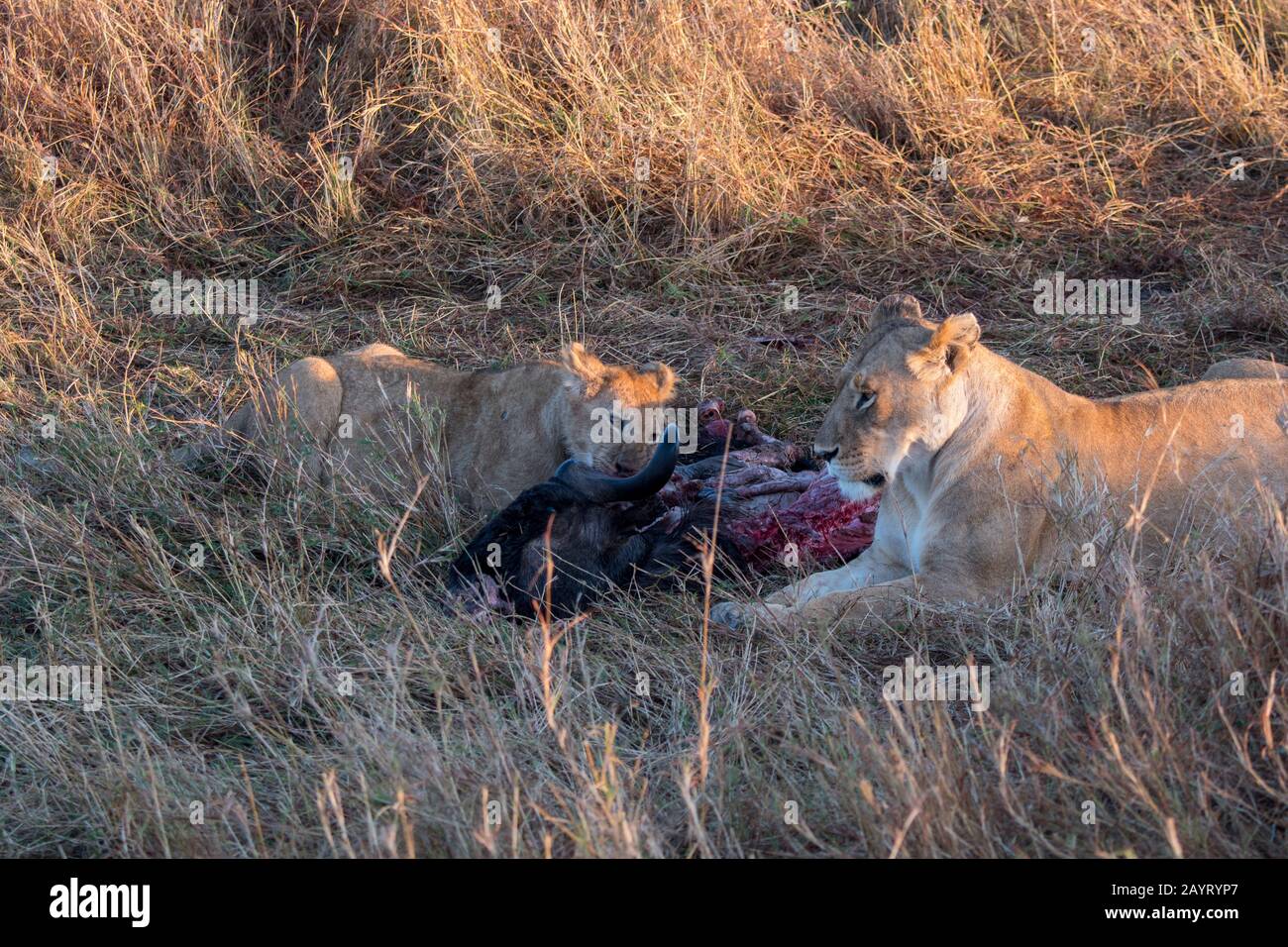 Lionesses (Panthera leo) feeding on a wildebeest in the Masai Mara National Reserve in Kenya. Stock Photo