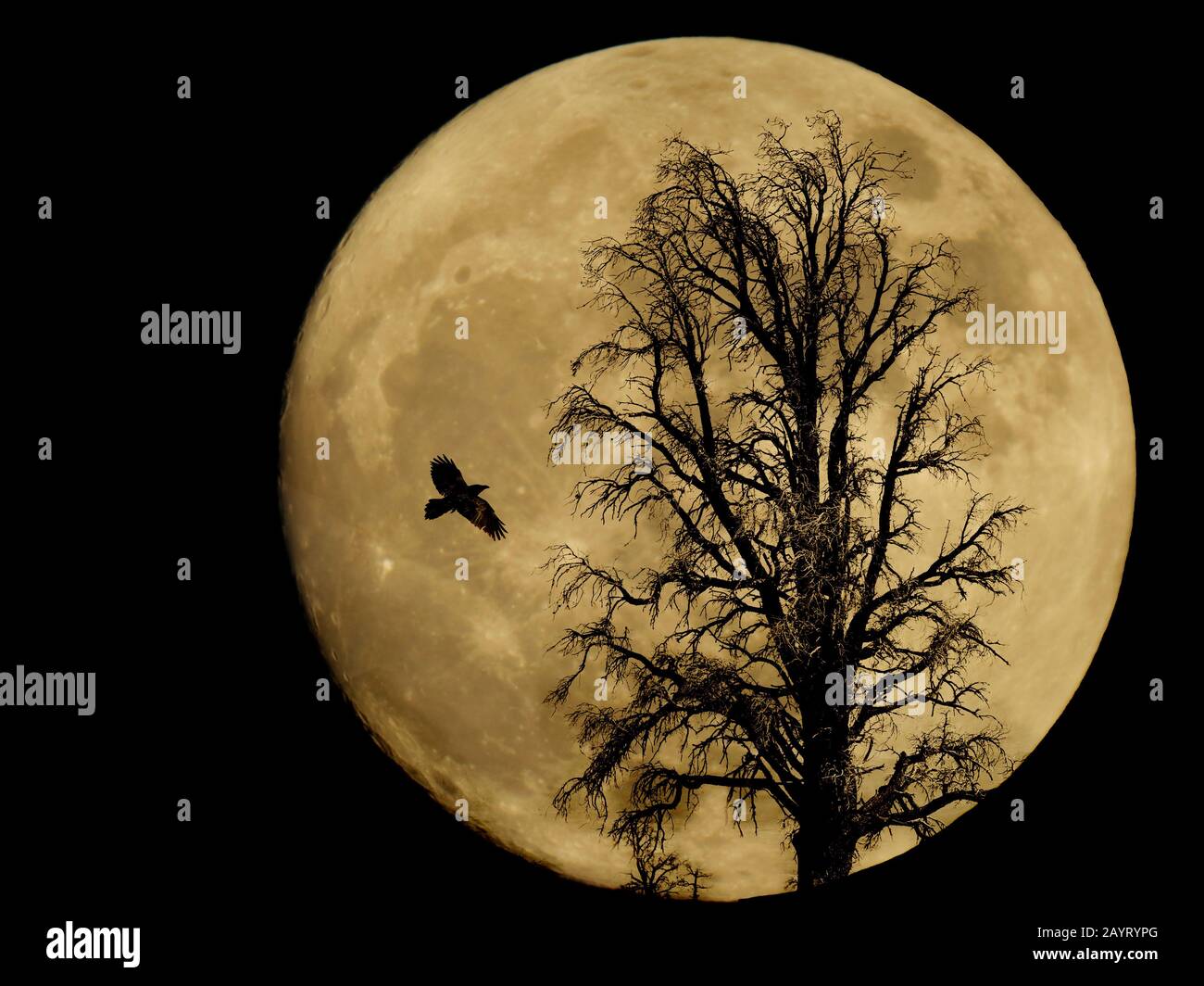 Large full moon with a silhouetted bare tree and flying raven Stock ...