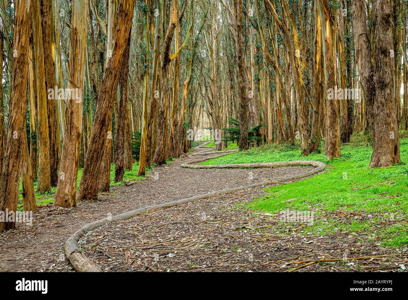 Andy goldsworthy wood line hi-res stock photography and images - Alamy