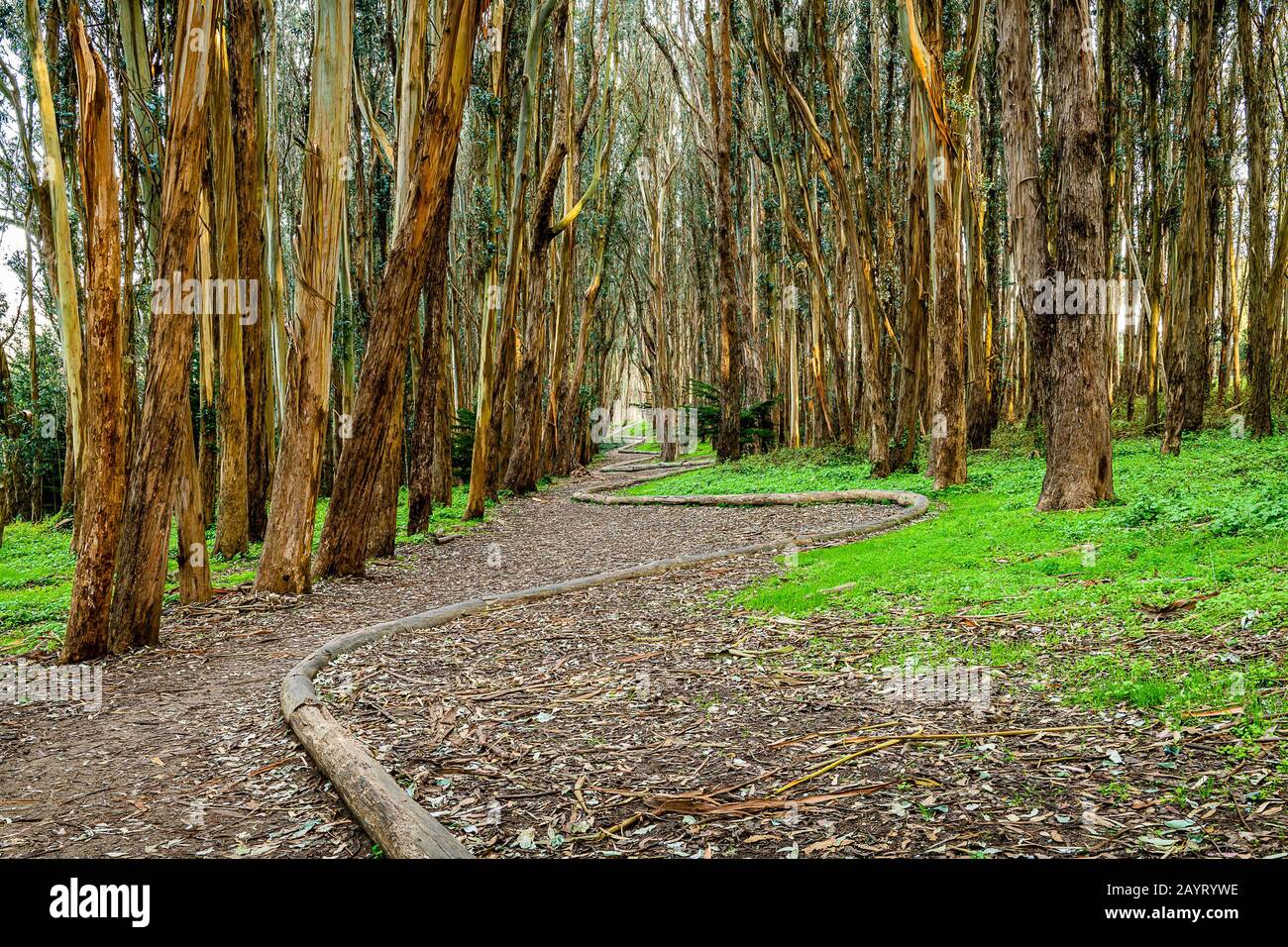 Andy goldsworthy wood line hi-res stock photography and images - Alamy