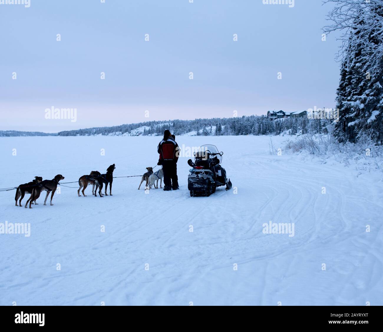 Dog Sledding in Yellowknife, NWT, Canada Stock Photo Alamy