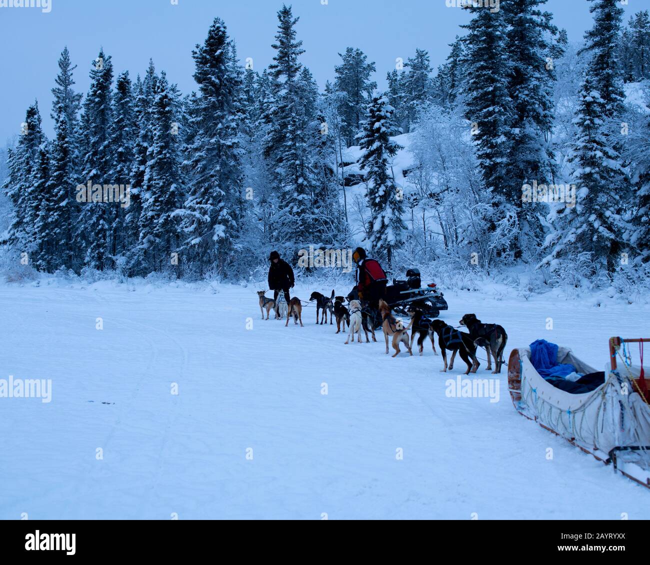 Dog Sledding in Yellowknife, NWT, Canada Stock Photo