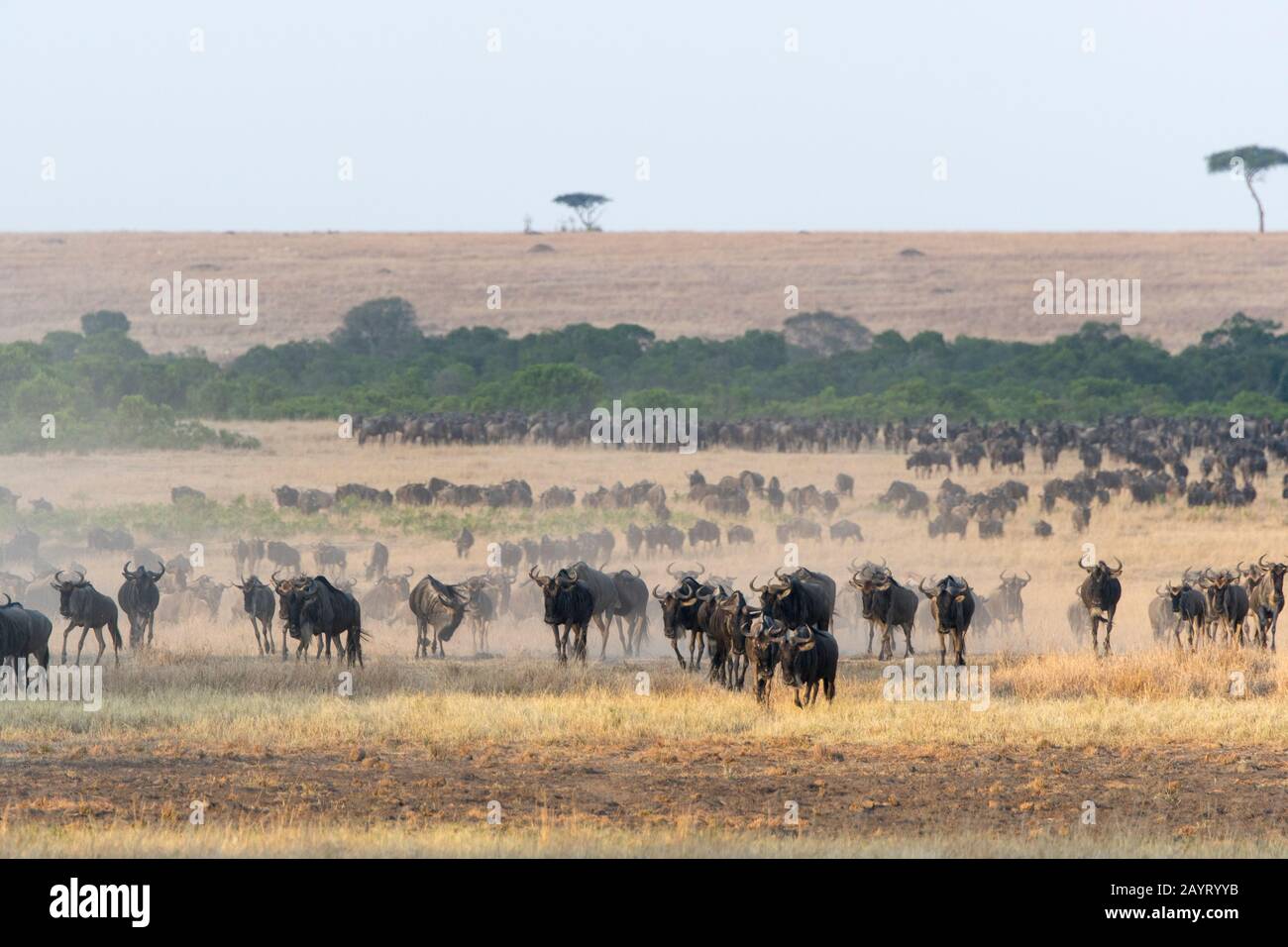 Wildebeests, also called gnus or wildebai, migrating through the grasslands towards the Mara River in the Masai Mara National Reserve in Kenya. Stock Photo