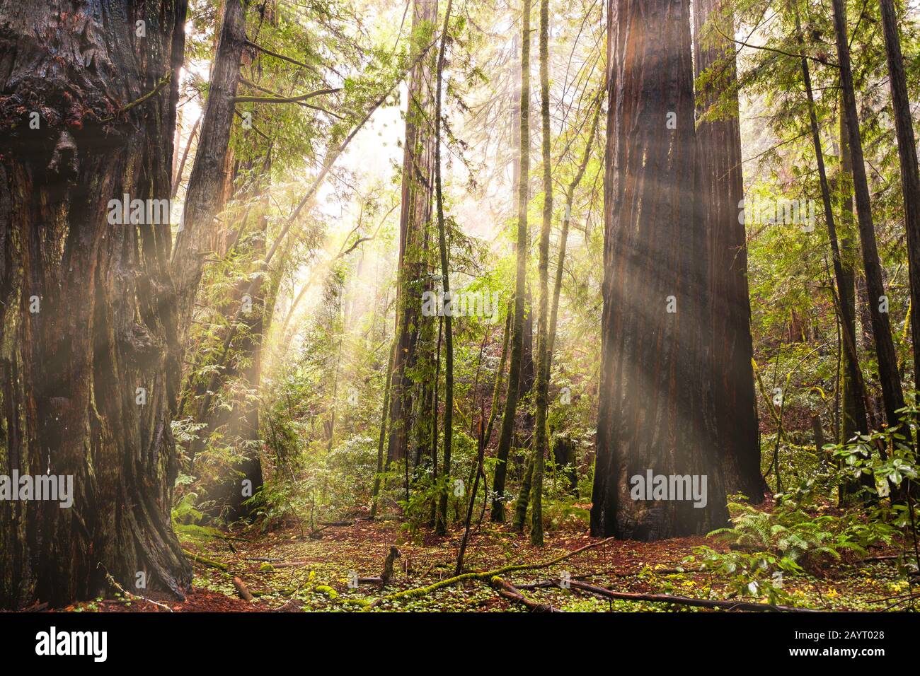 Sun rays coming through a California Redwood forest in summer Stock ...