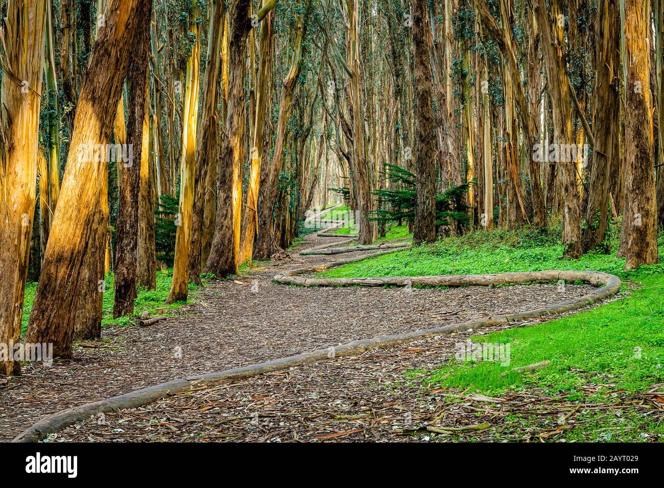 Andy Goldworthy's Wood Line Stock Photo - Alamy