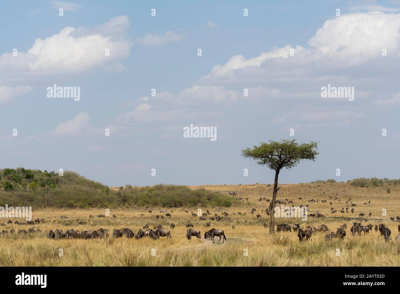 Wildebeests, also called gnus or wildebai, and Plains zebras (Equus quagga, formerly Equus burchellii) also known as the common zebra or Burchell's ze Stock Photo