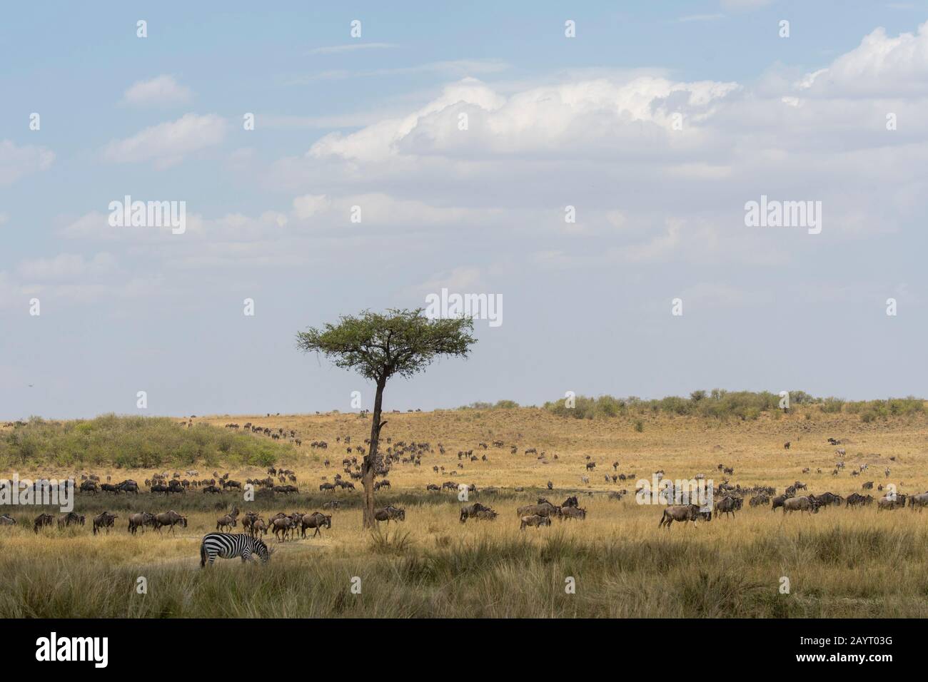 Wildebeests, also called gnus or wildebai, and Plains zebras (Equus quagga, formerly Equus burchellii) also known as the common zebra or Burchell's ze Stock Photo