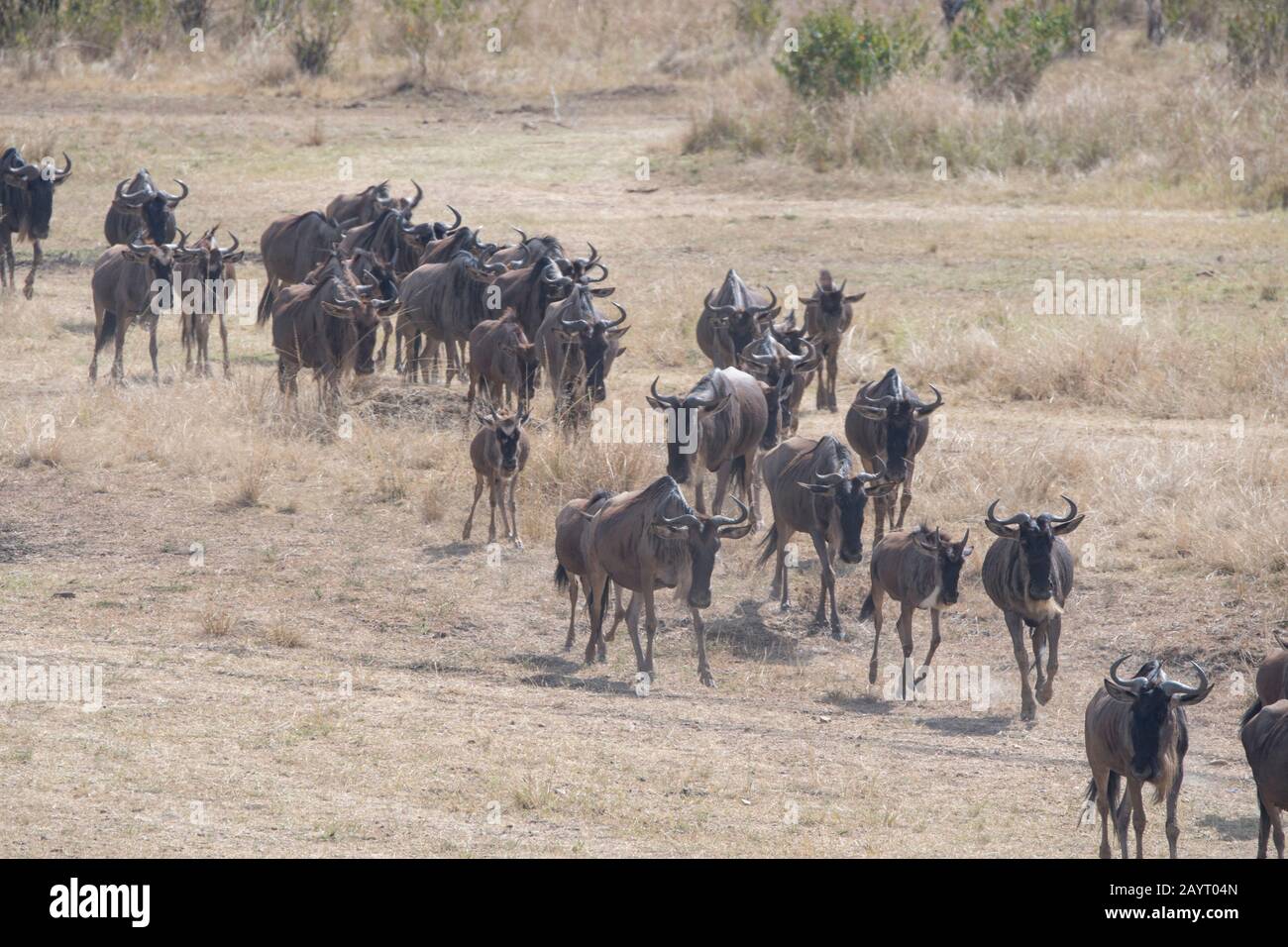 Wildebeests, also called gnus or wildebai, migrating through the grasslands towards the Mara River in the Masai Mara National Reserve in Kenya. Stock Photo