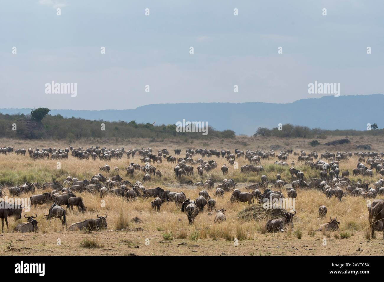Wildebeests, also called gnus or wildebai, grazing while migrating through the grasslands towards the Mara River in the Masai Mara National Reserve in Stock Photo