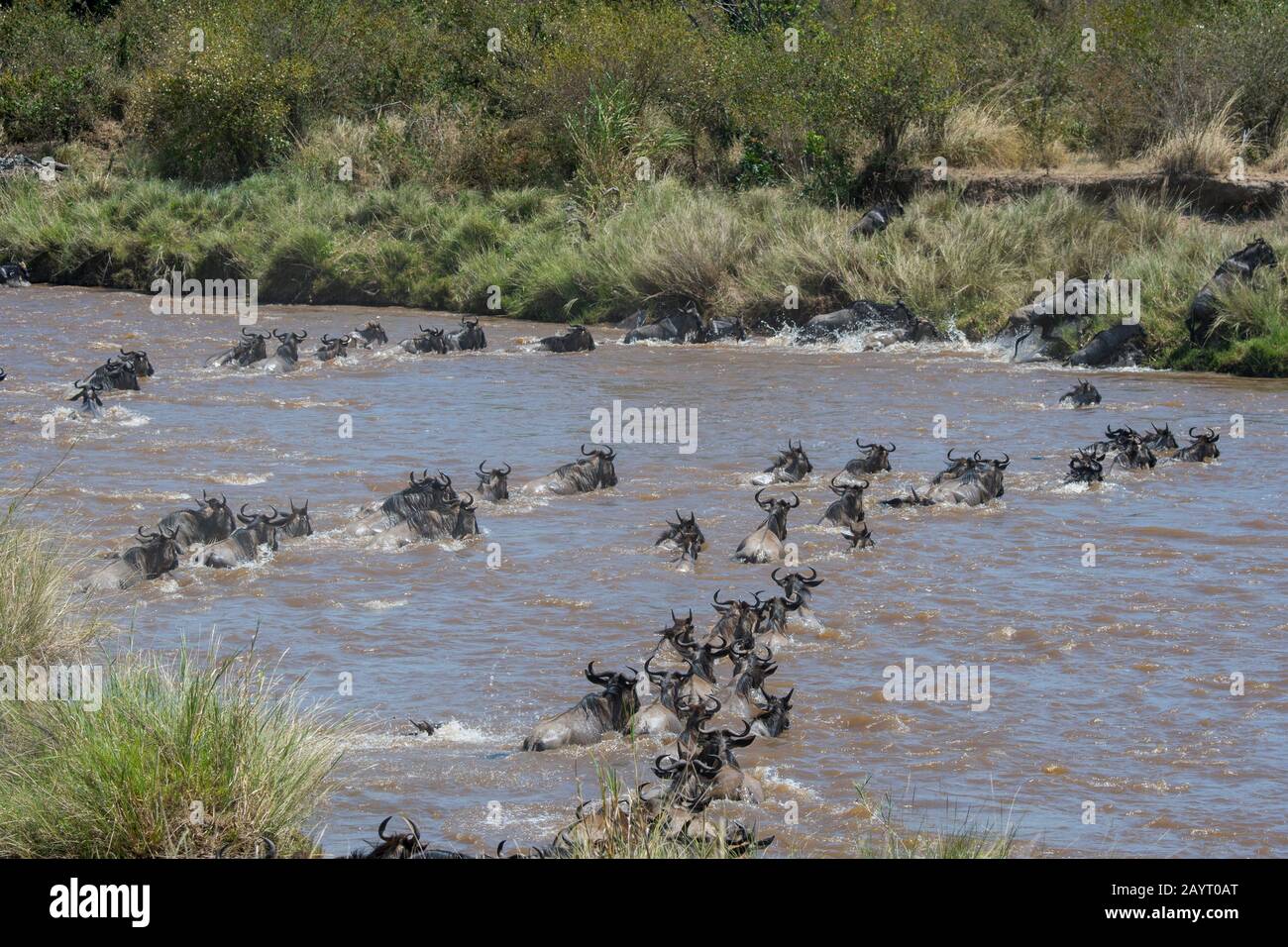 Wildebeests, also called gnus or wildebai, crossing the Mara River in the Masai Mara National Reserve in Kenya during their annual migration. Stock Photo