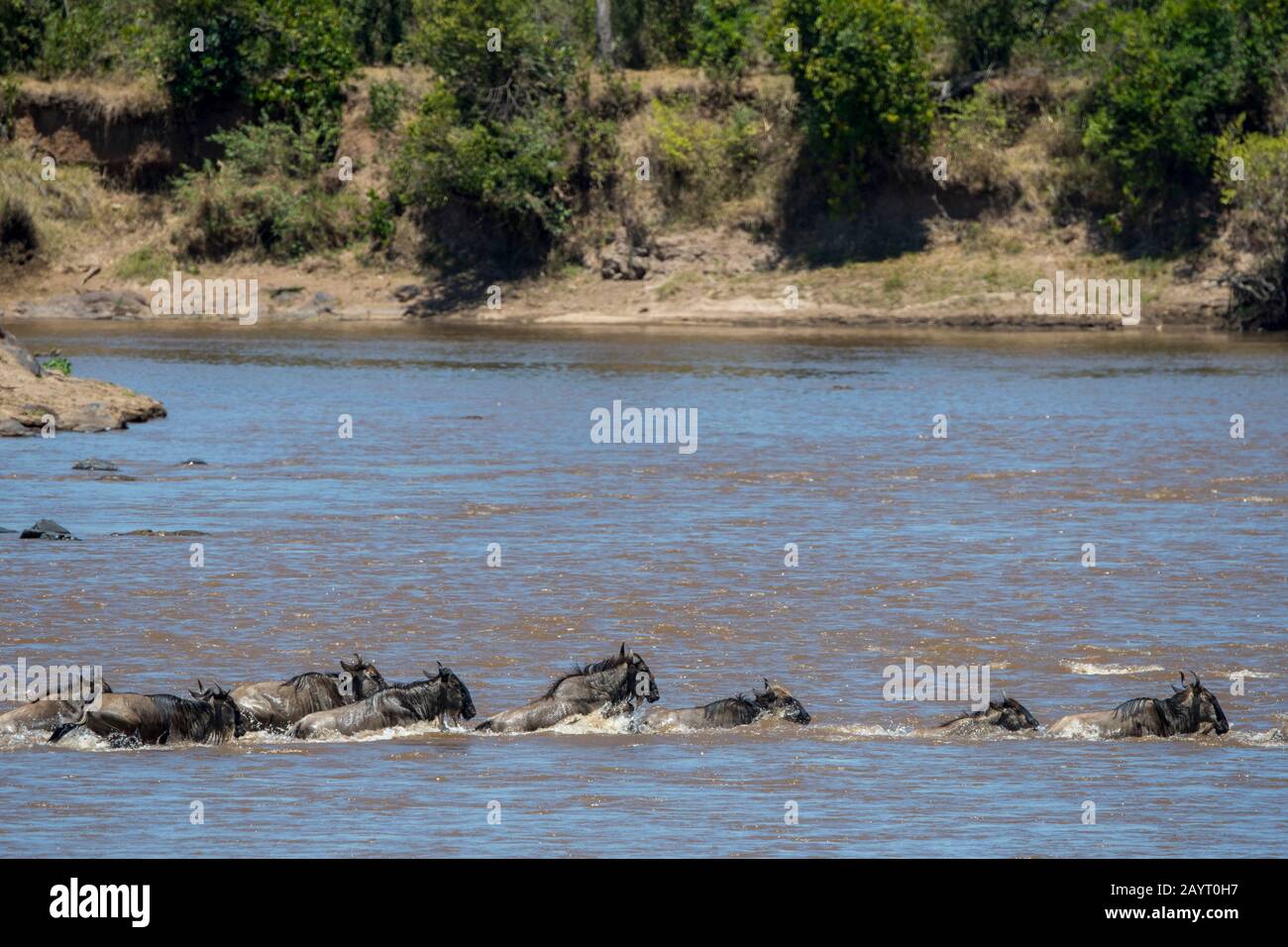 Wildebeests, also called gnus or wildebai, crossing the Mara River in the Masai Mara National Reserve in Kenya during their annual migration. Stock Photo