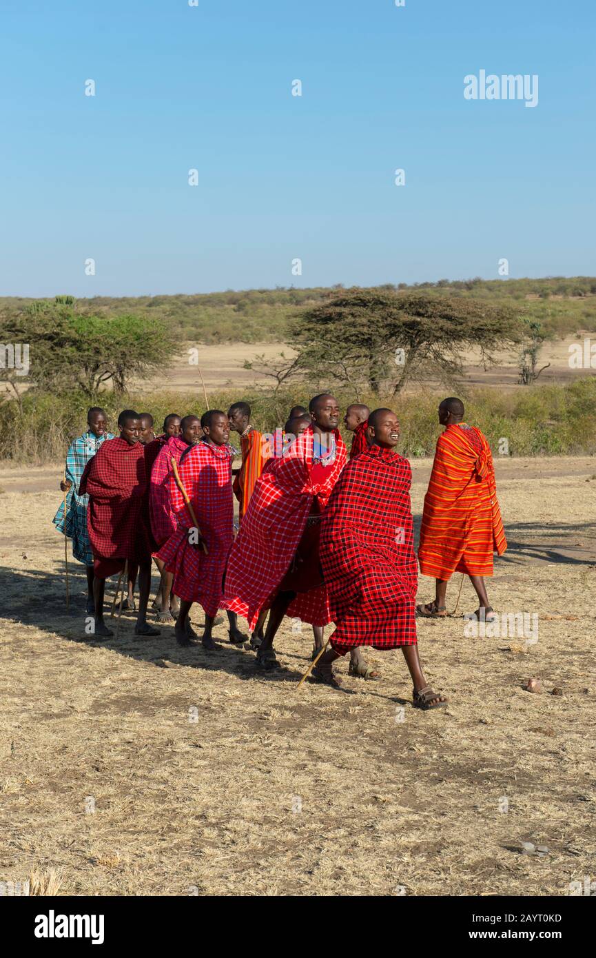 Young Maasai men performing a traditional jumping dance in the Masai Mara in Kenya. Stock Photo