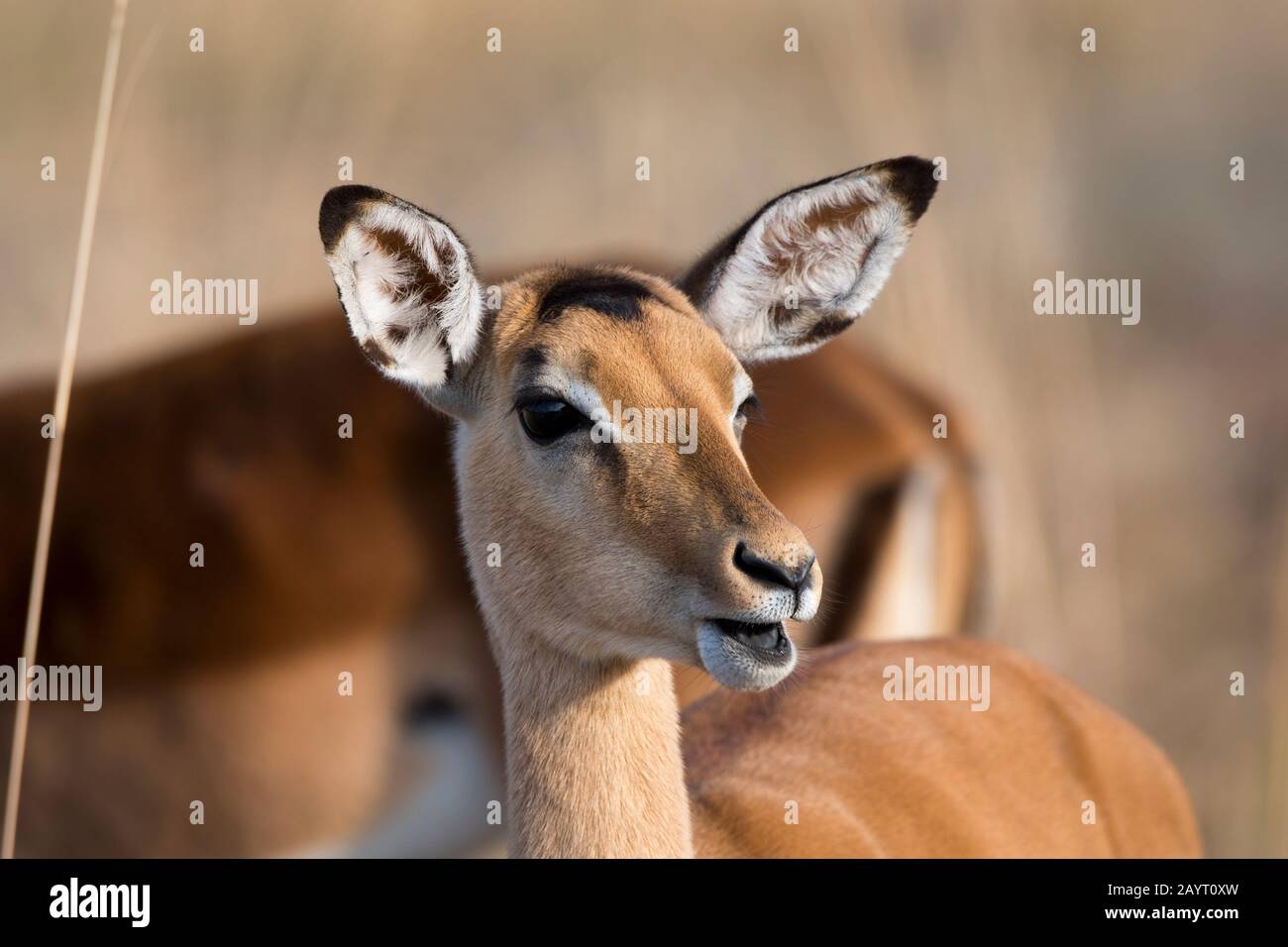 Portrait of Impala (Aepyceros melampus) female in South Luangwa National Park in eastern Zambia. Stock Photo