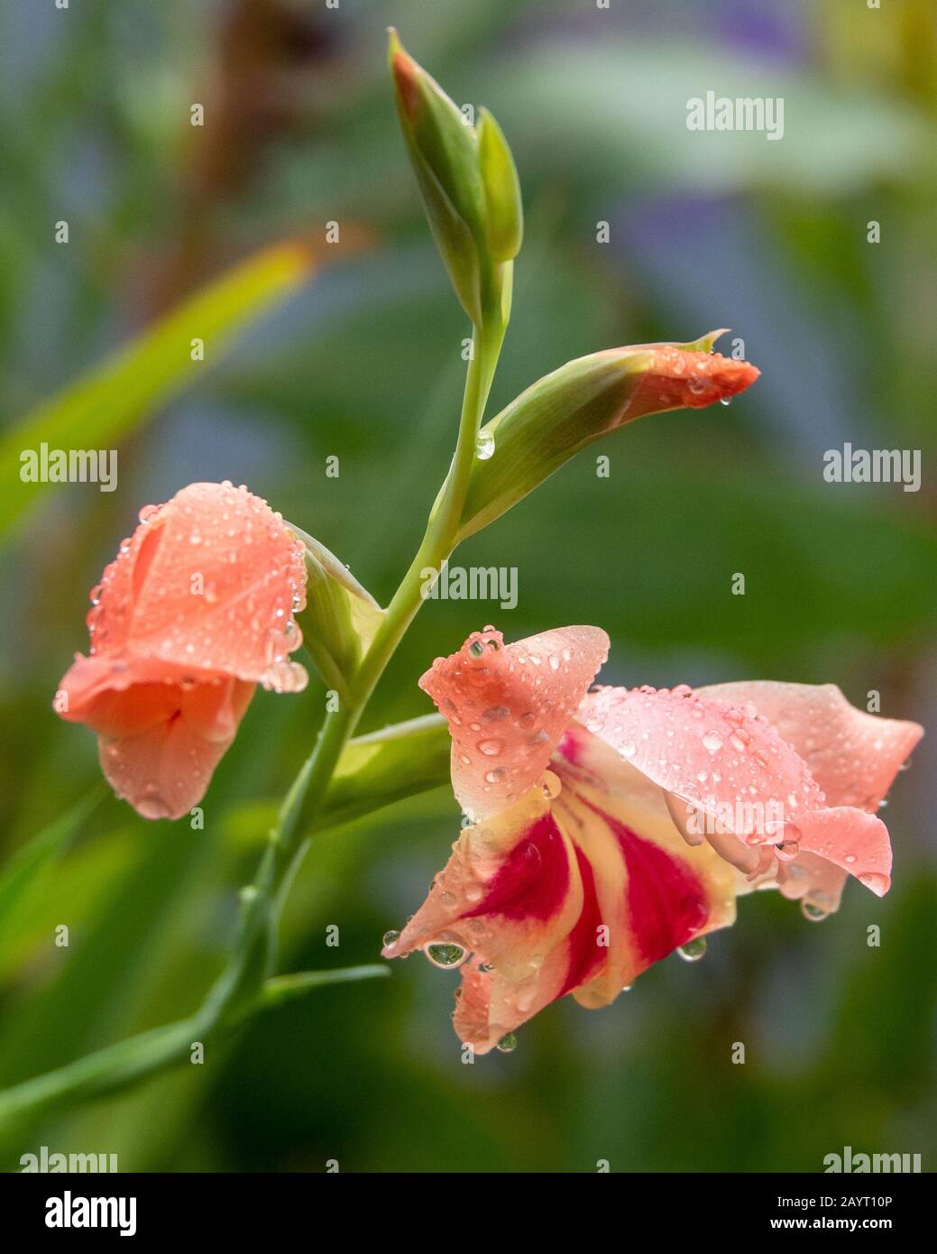 Orange Gladioli flowers, delicate apricot colour with red markings wet