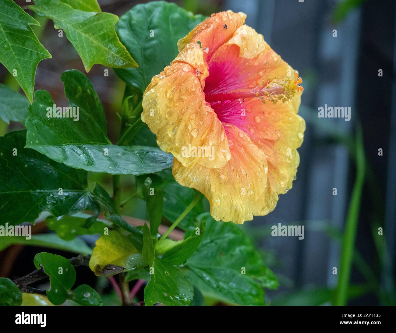Tropical coloured orange and hot pink Hibiscus rosa sinensis flower wet and droopy after the rain Stock Photo