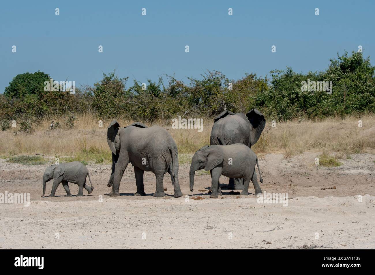 Baby elephants in zambia hires stock photography and images Alamy