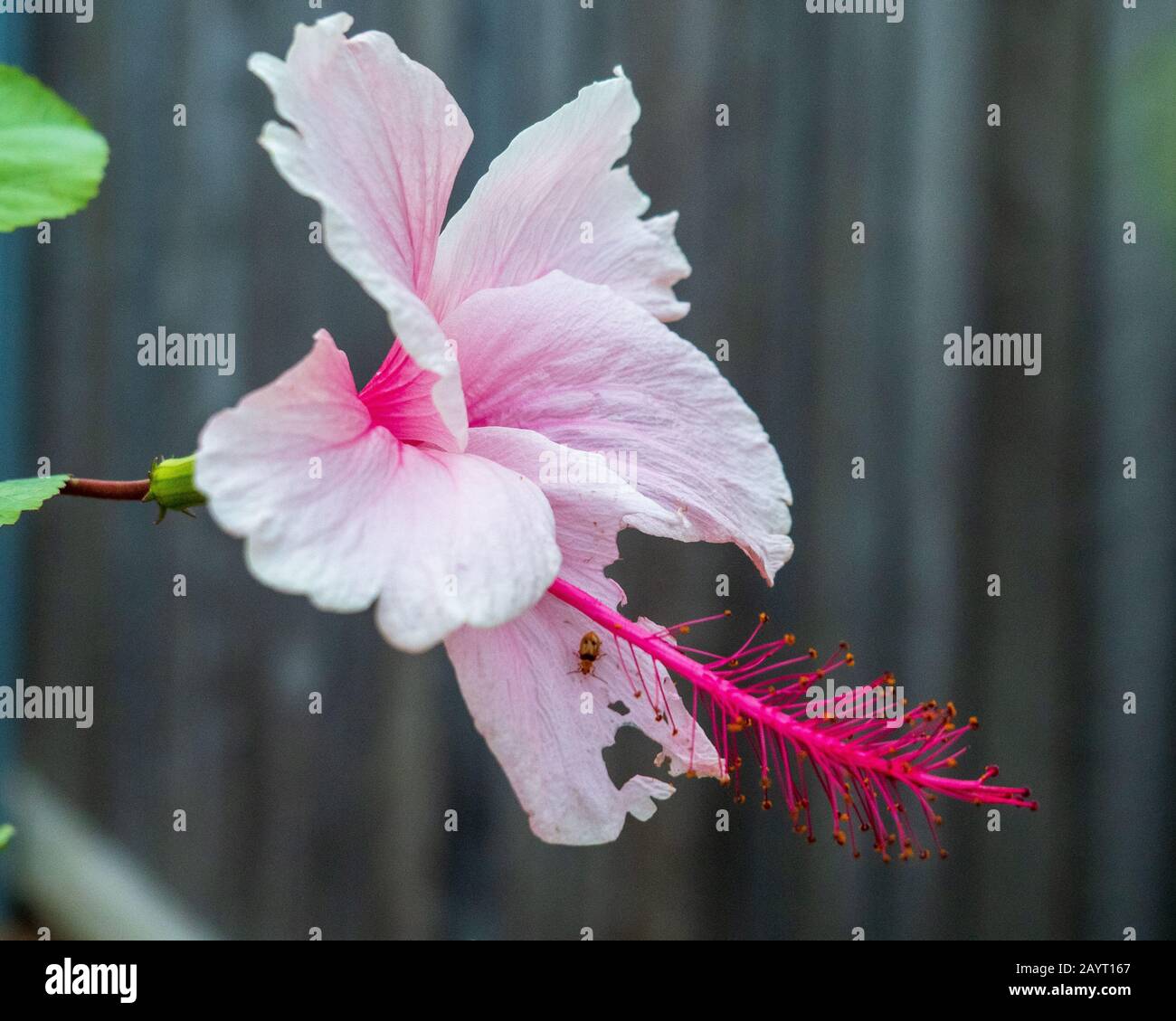 Flower, Pale pastel pink Hibiscus rosa sinensis flowers bloom with ...