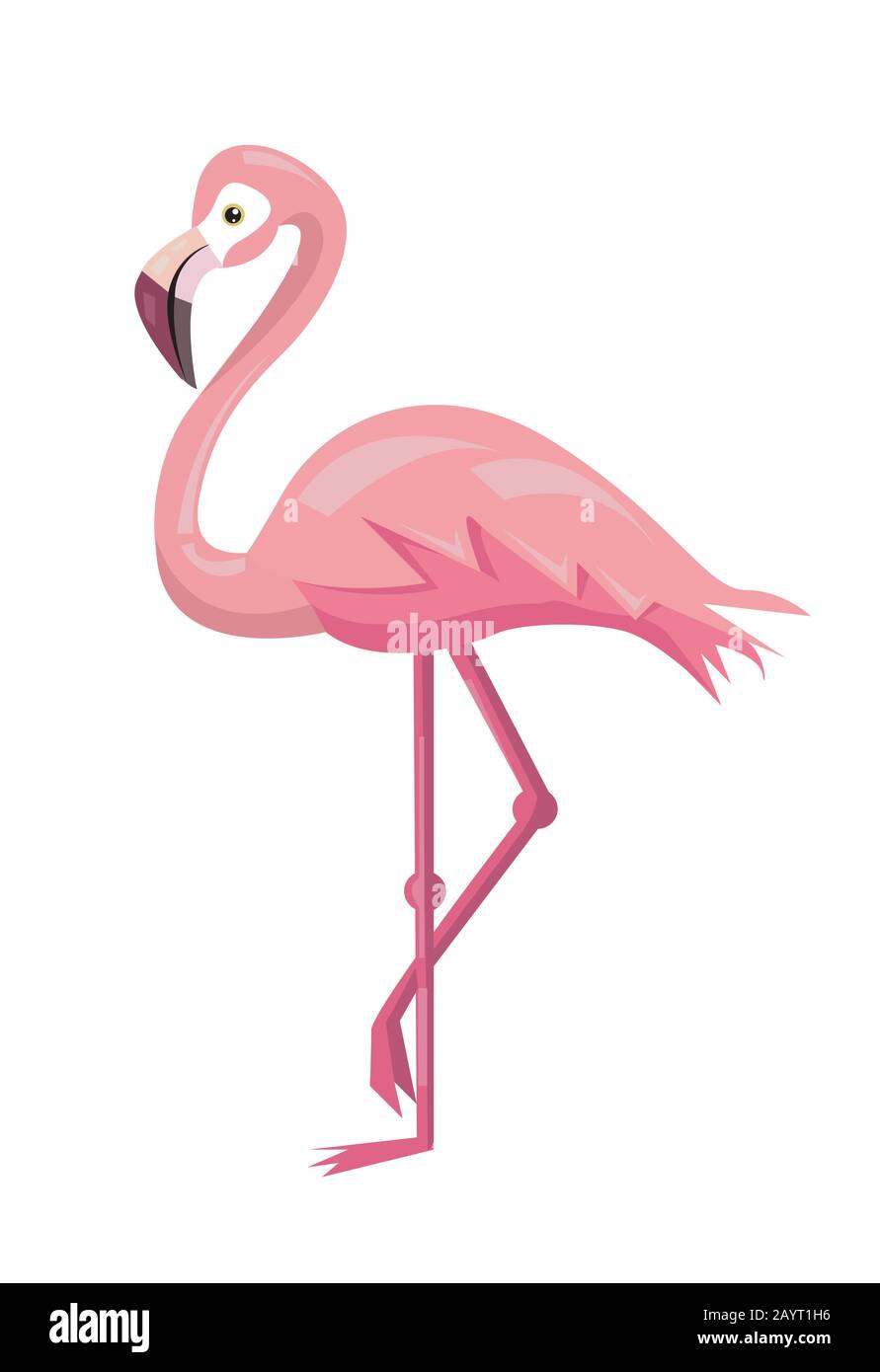 Flamingo bird illustration design on background Stock Vector
