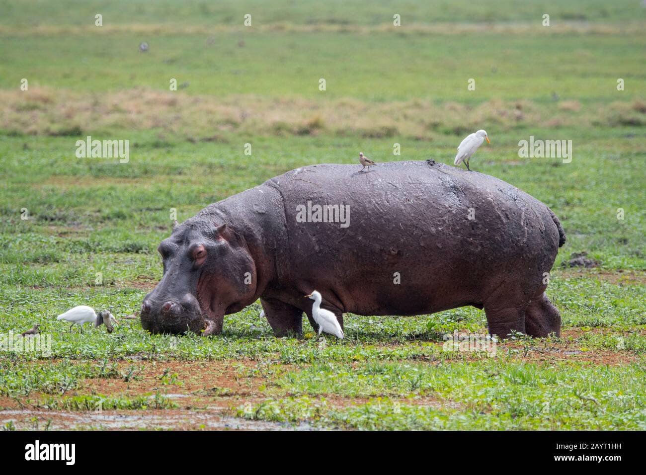 A hippo (Hippopotamus amphibious) surrounded by cattle egrets is feeding in a swamp in Amboseli National Park, Kenya. Stock Photo