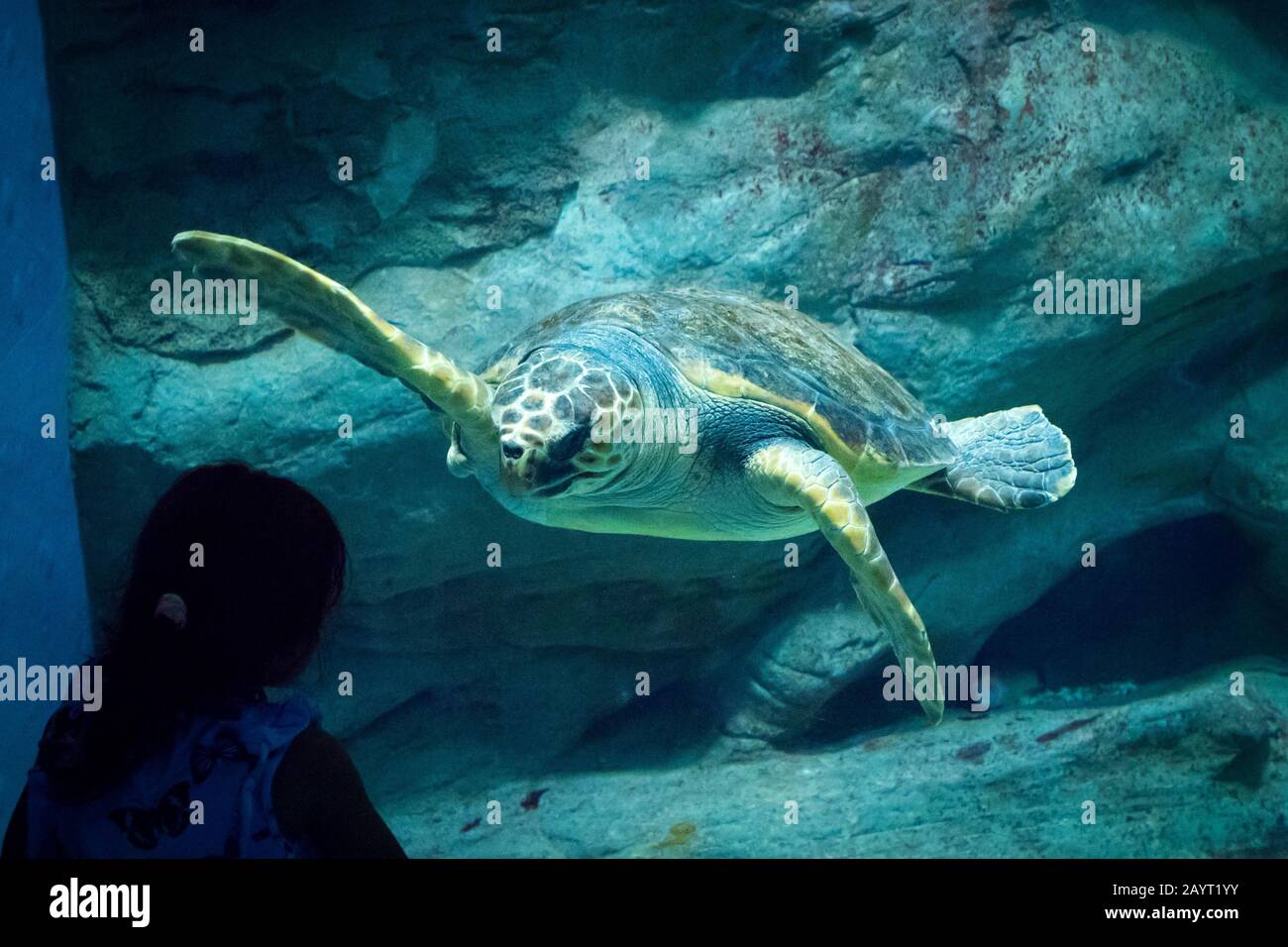 A girl watches loggerhead sea turtle (Caretta caretta) at the Cook Strait exhibit at Osaka Aquarium Kaiyukan in Osaka, Japan. Stock Photo