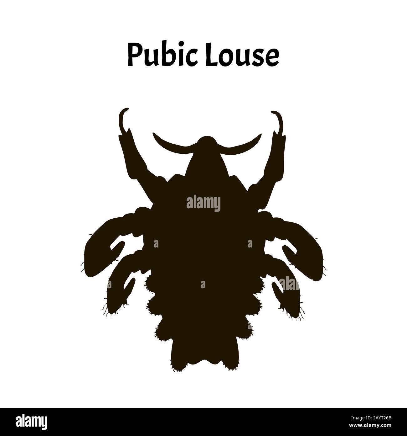 Can Dogs Get Pubic Lice